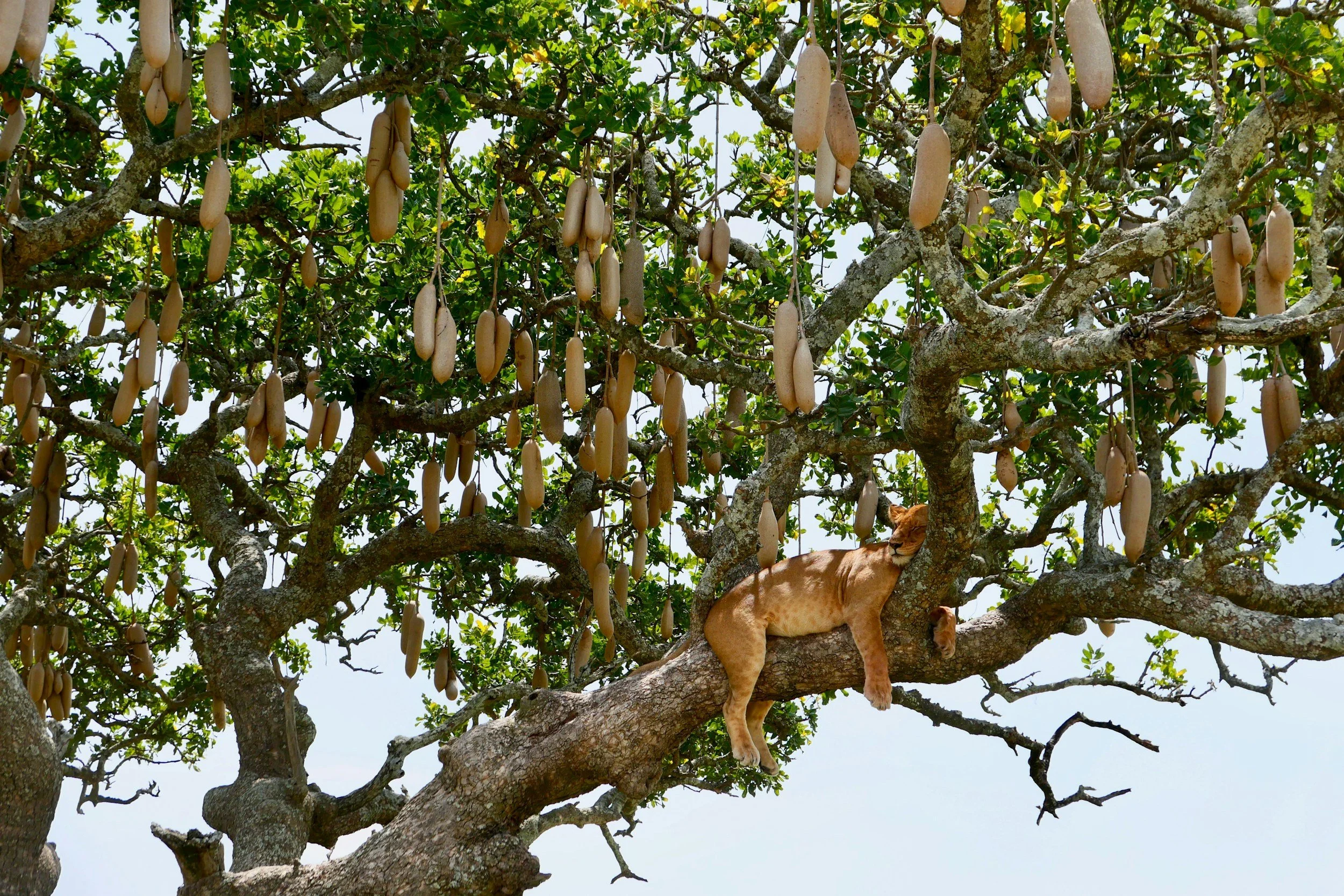 Tree Climbing Lion in Uganda