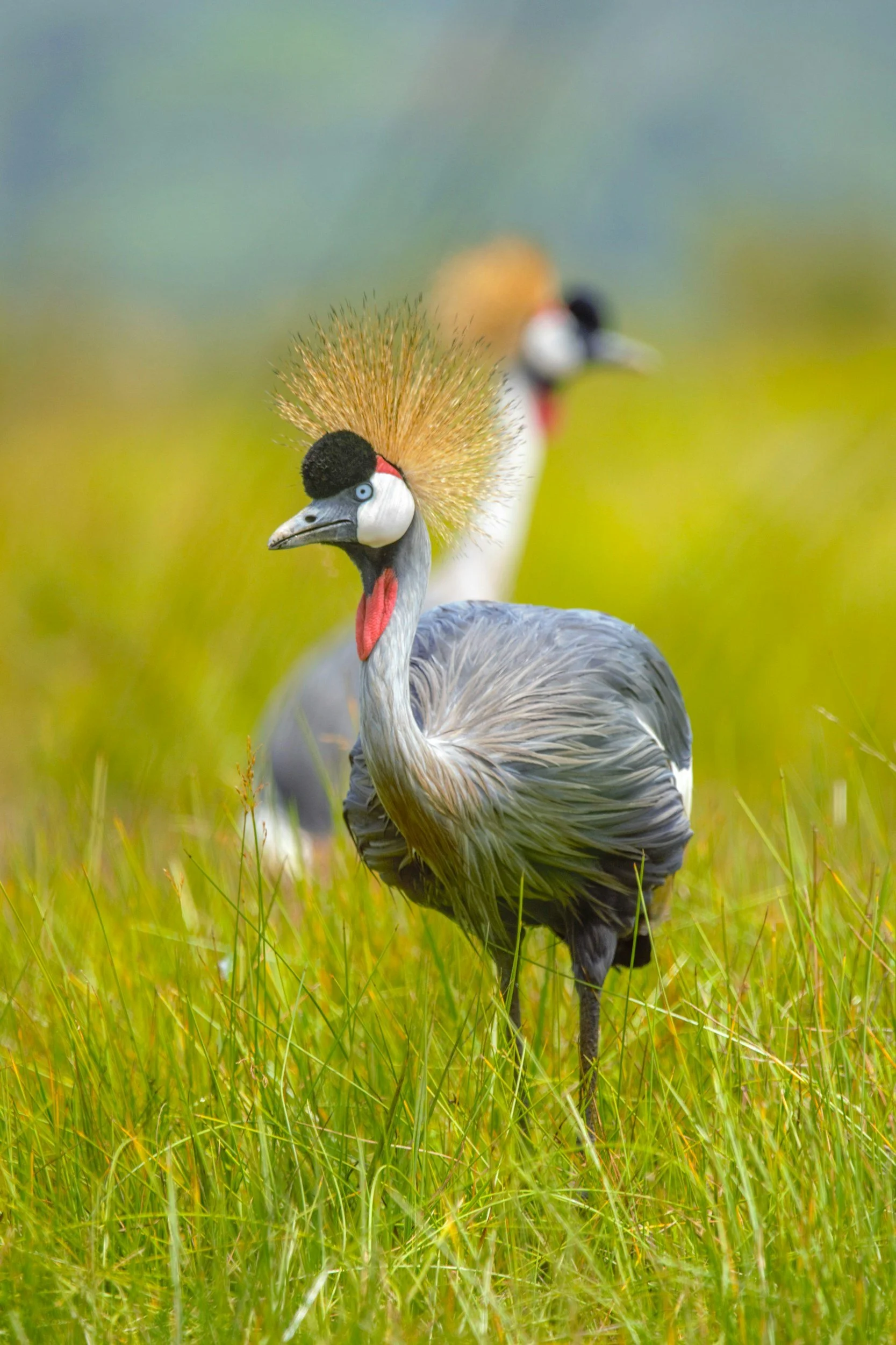 Ugandan national bird