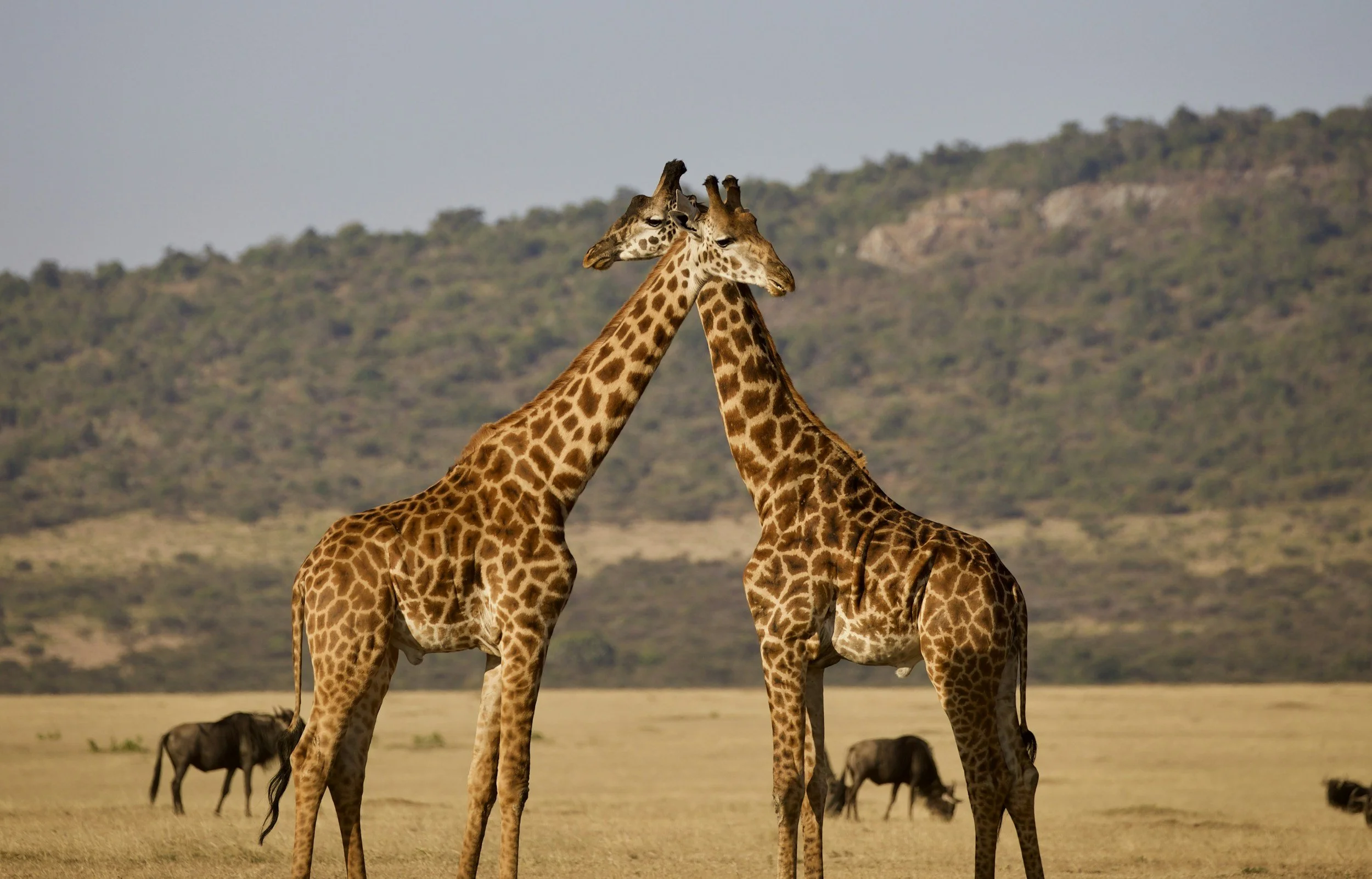 Two giraffes in Tanzania