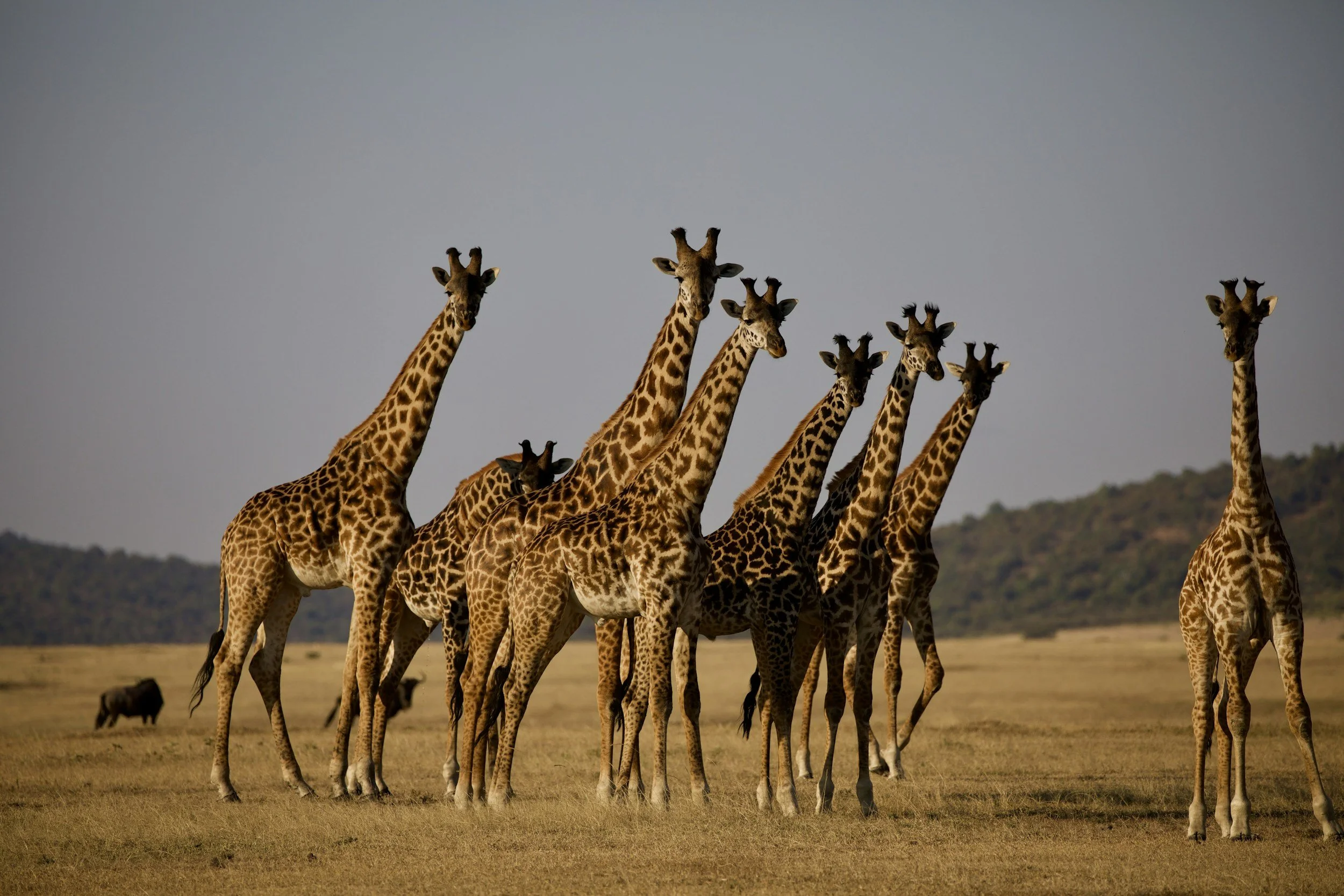Giraffes running in Tanzania