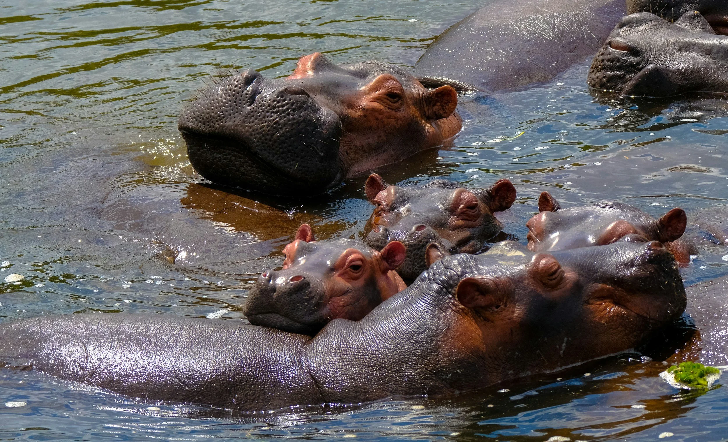 A hippopotamus family in Uganda
