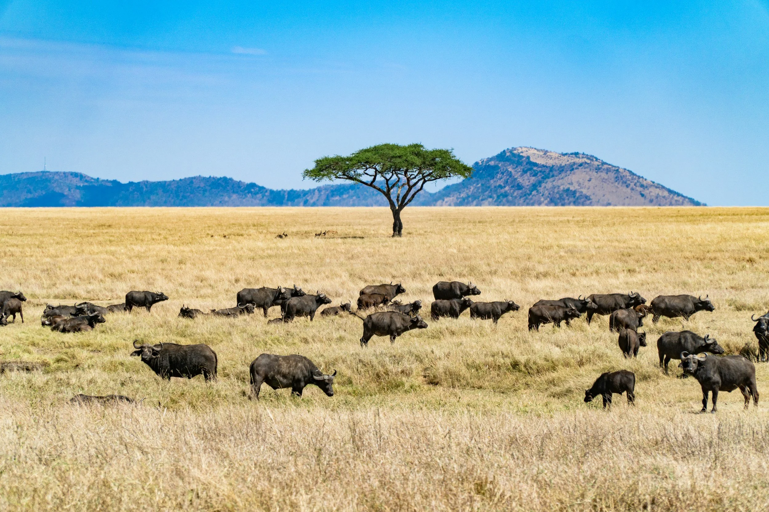 Wild buffalo in Uganda