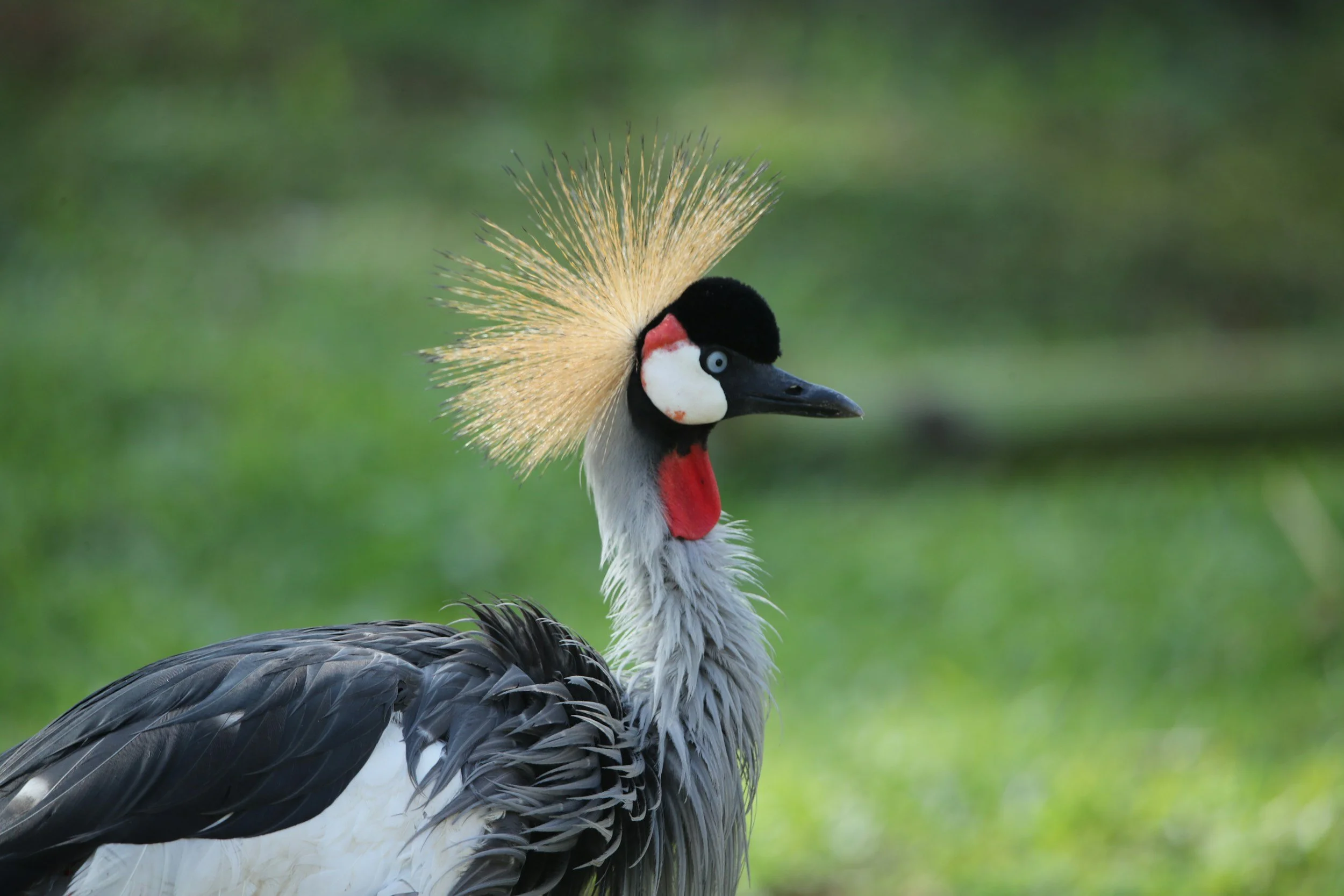 Ugandan Native Bird