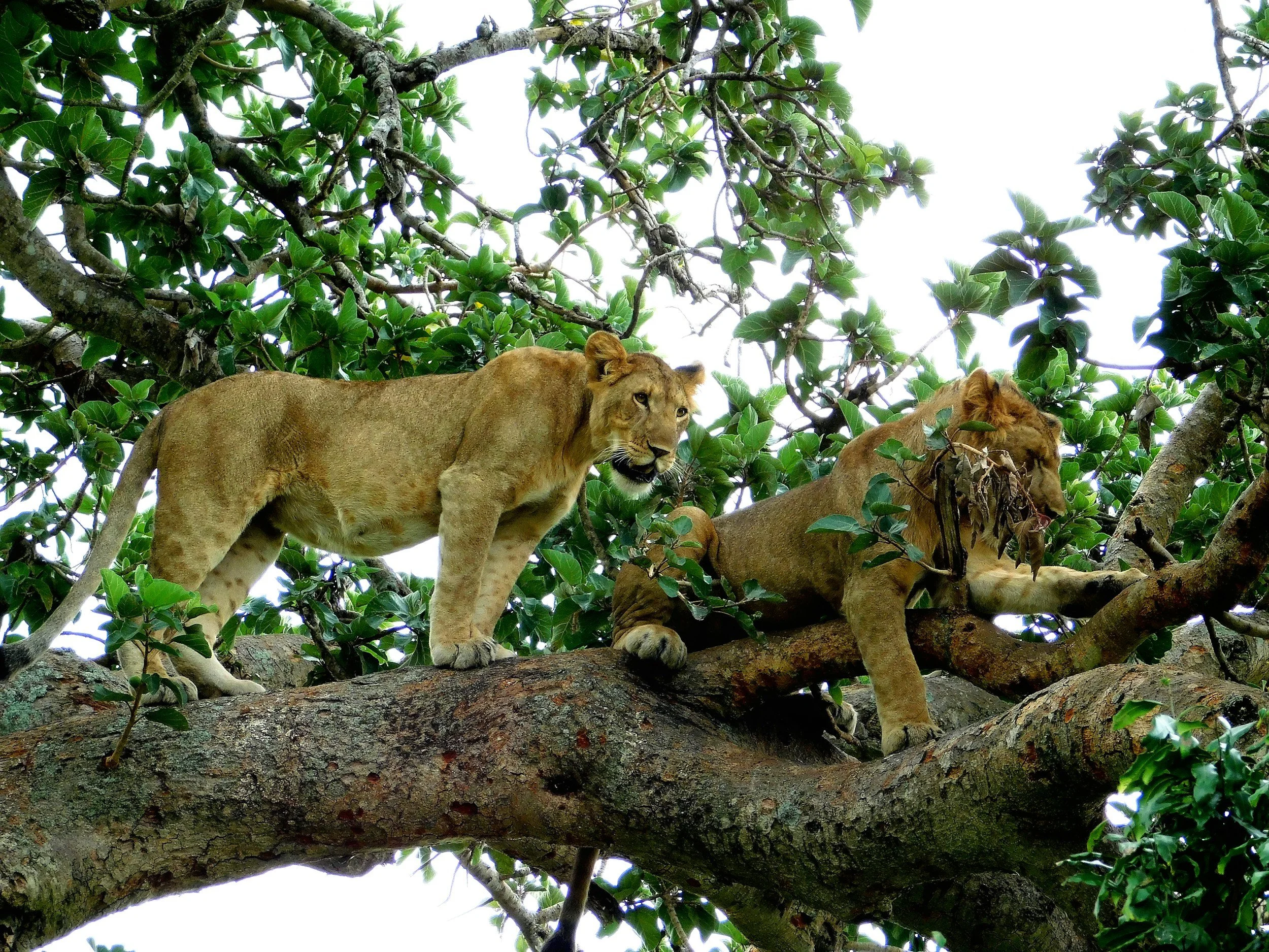 Two lions resting in the branches of a tree with dense green leaves.