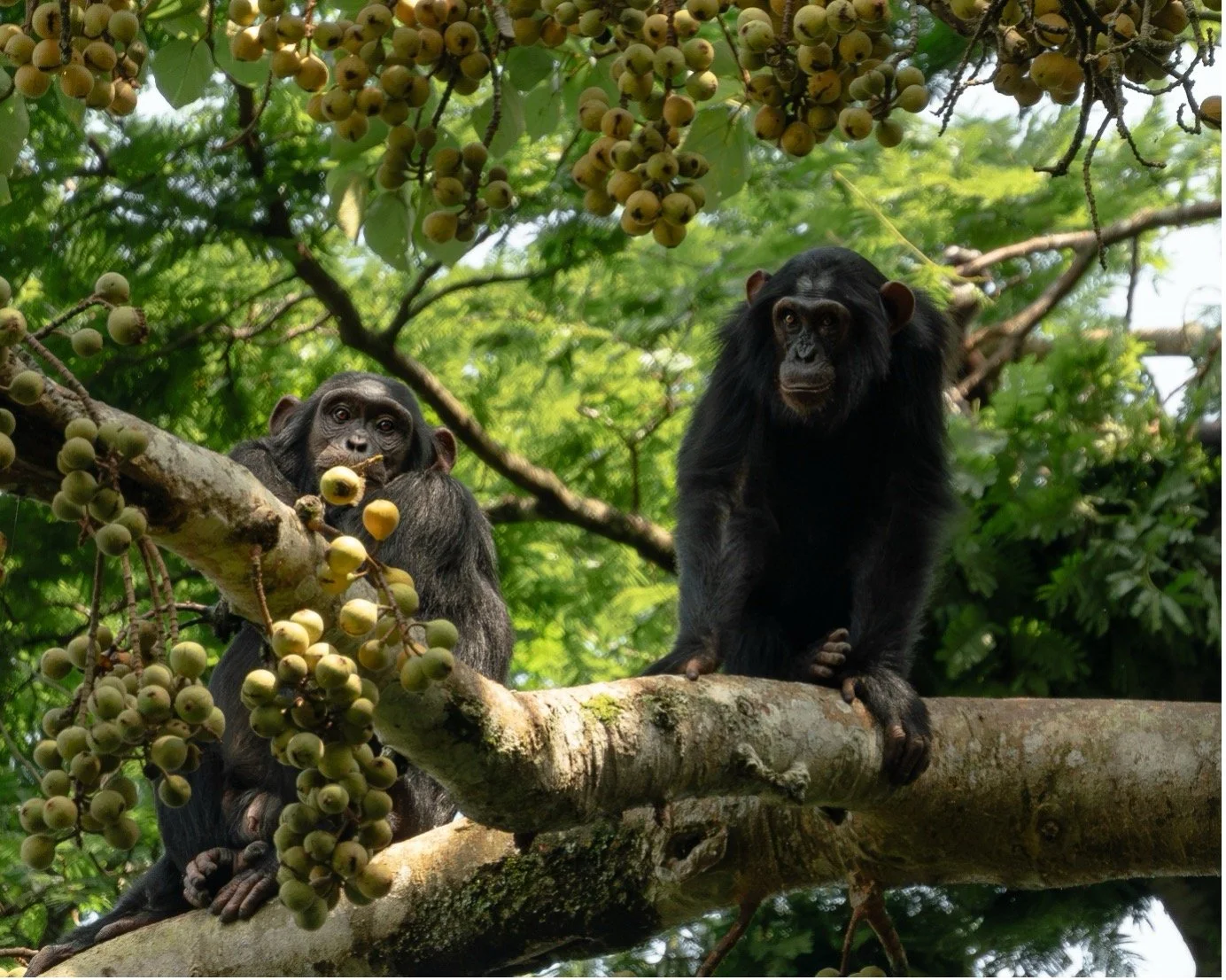 Two chimpanzees sitting on a tree branch surrounded by green leaves and clusters of yellow fruit.