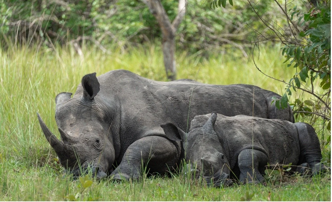 Two baby rhinos resting on the grassy ground in a natural environment with trees and bushes in the background.