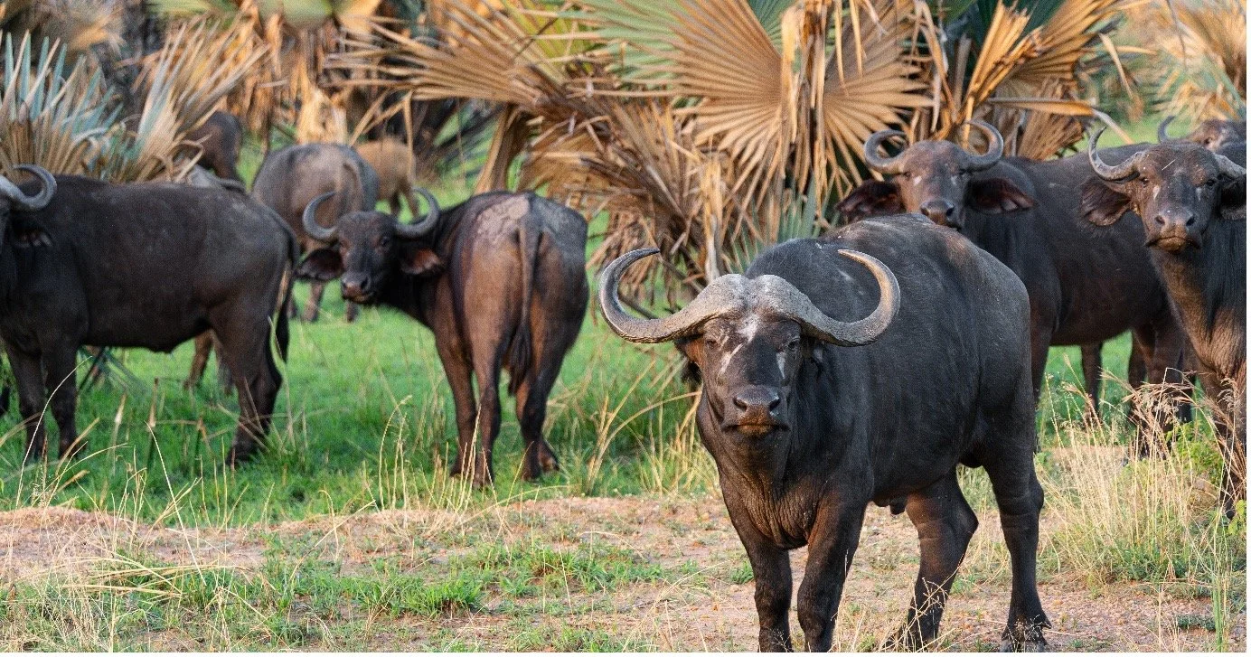 A group of African buffalo standing on grass with dry plants in the background.