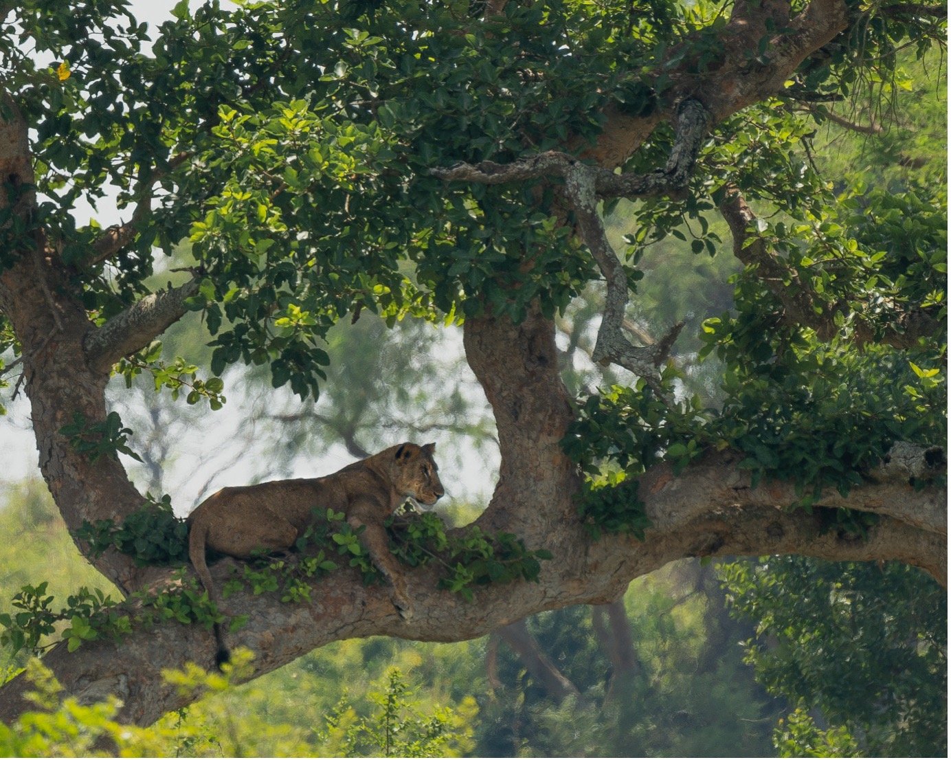 A lion cub lying on a tree branch surrounded by green leaves.