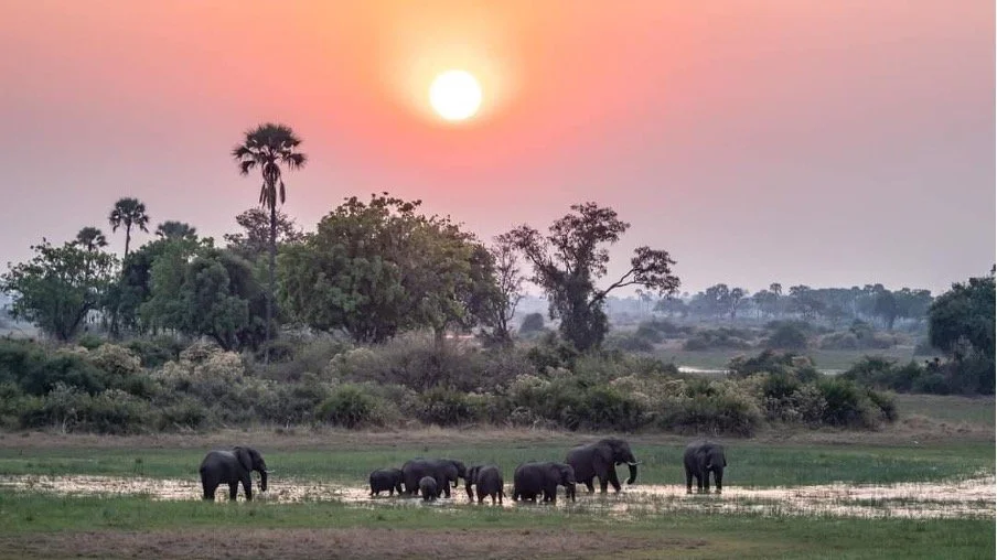 A herd of elephants walking near a water body during sunset, with trees in the background.