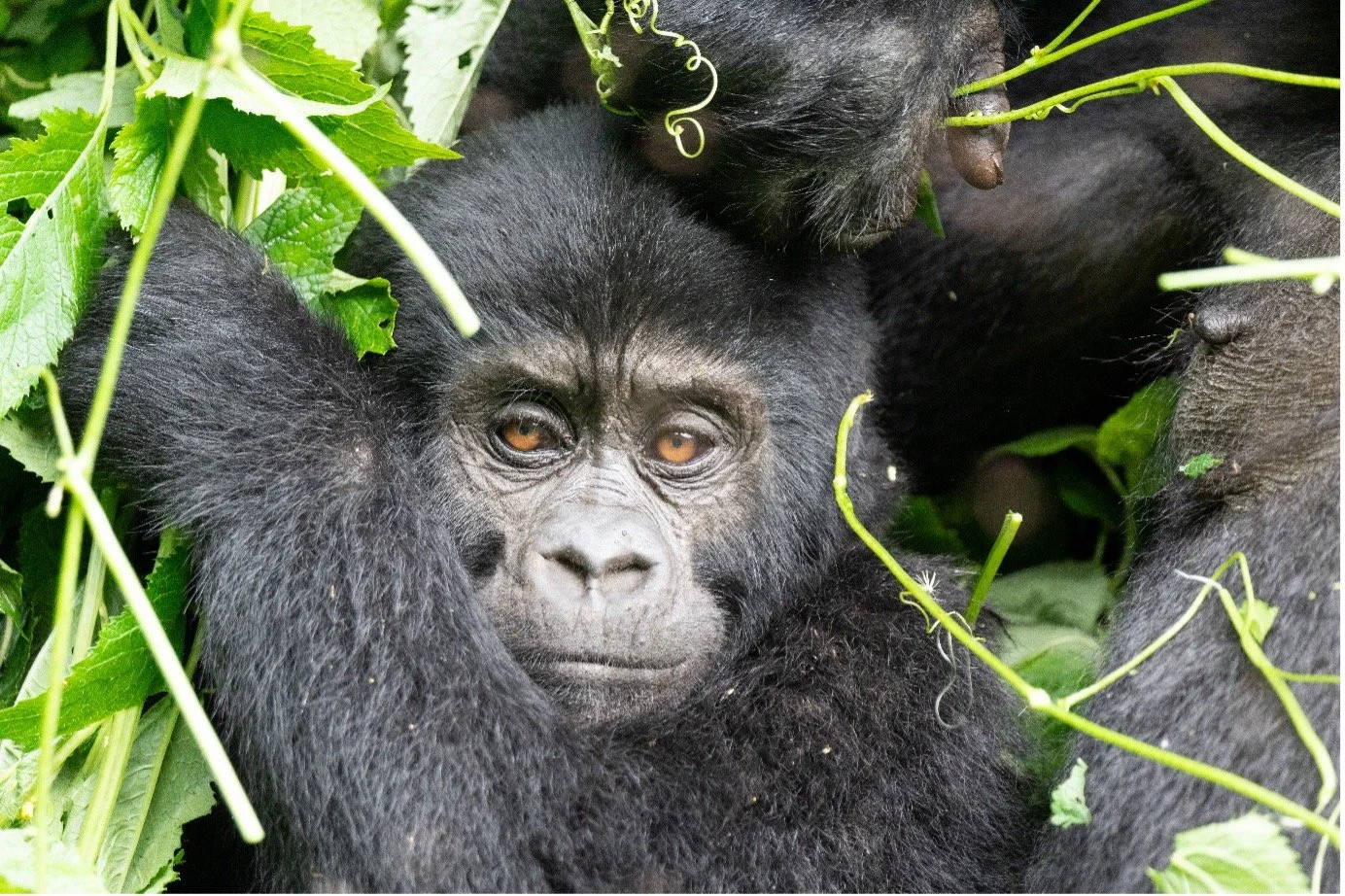 A baby gorilla resting among green leaves and vines.