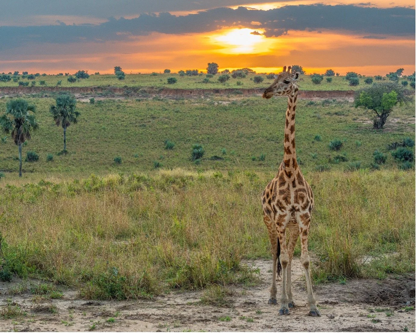 A giraffe standing in a grassy savanna at sunset with a colorful sky and scattered trees in the background.