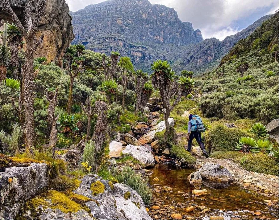 A person hiking through a lush, mountainous landscape with diverse plants, including succulents and moss, alongside a small stream.