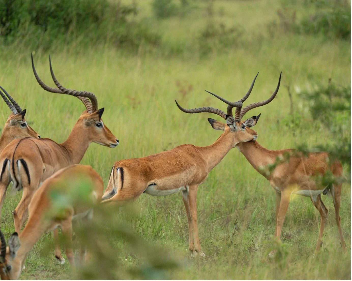 A group of gazelles with long, twisted horns in a grassy savannah, one gazelle appears to be nuzzling another.