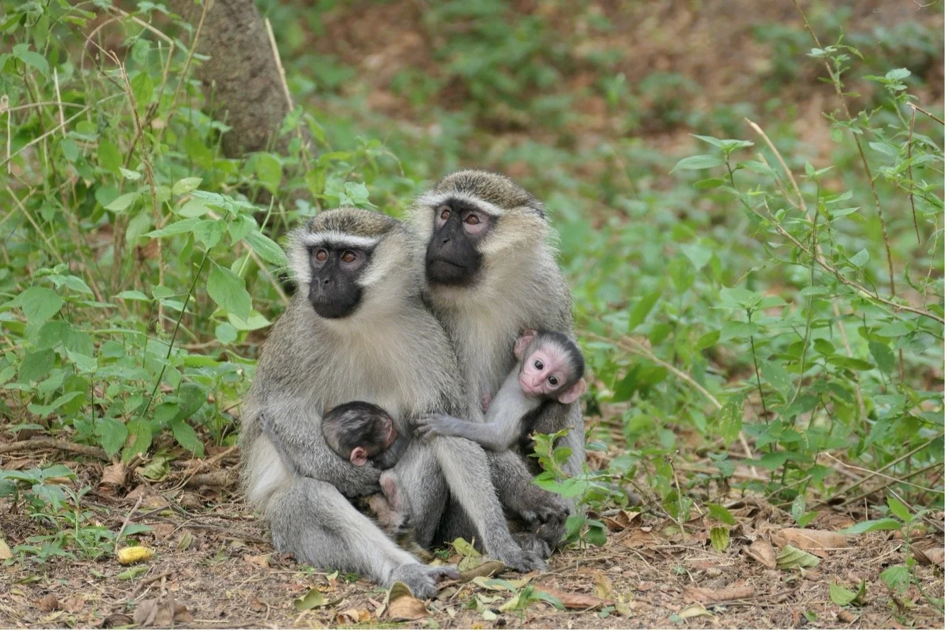 Two adult monkeys and two baby monkeys sitting on the ground among green leaves and plants in a forest.