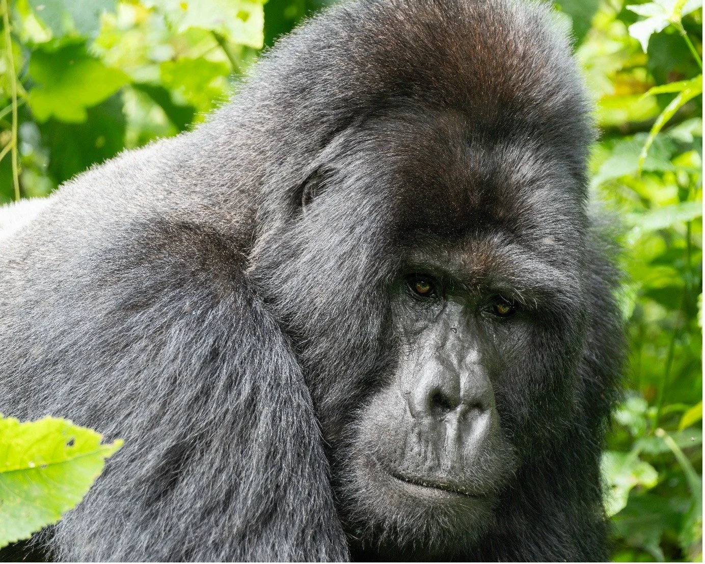Close-up of a gorilla's face with dark fur, surrounded by green foliage in a natural environment.