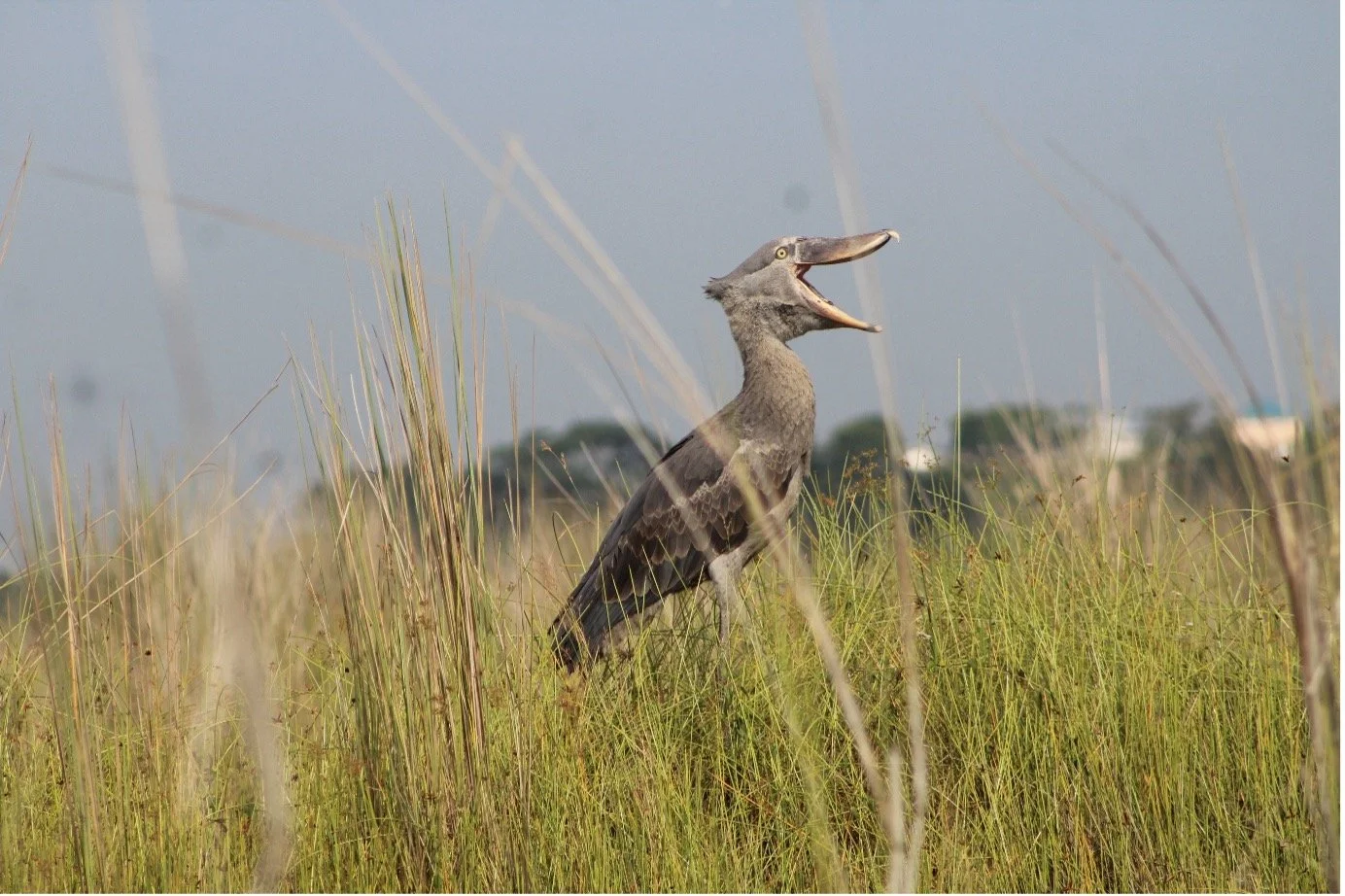 A shoebill stork with its beak open standing in tall grass near a water body.