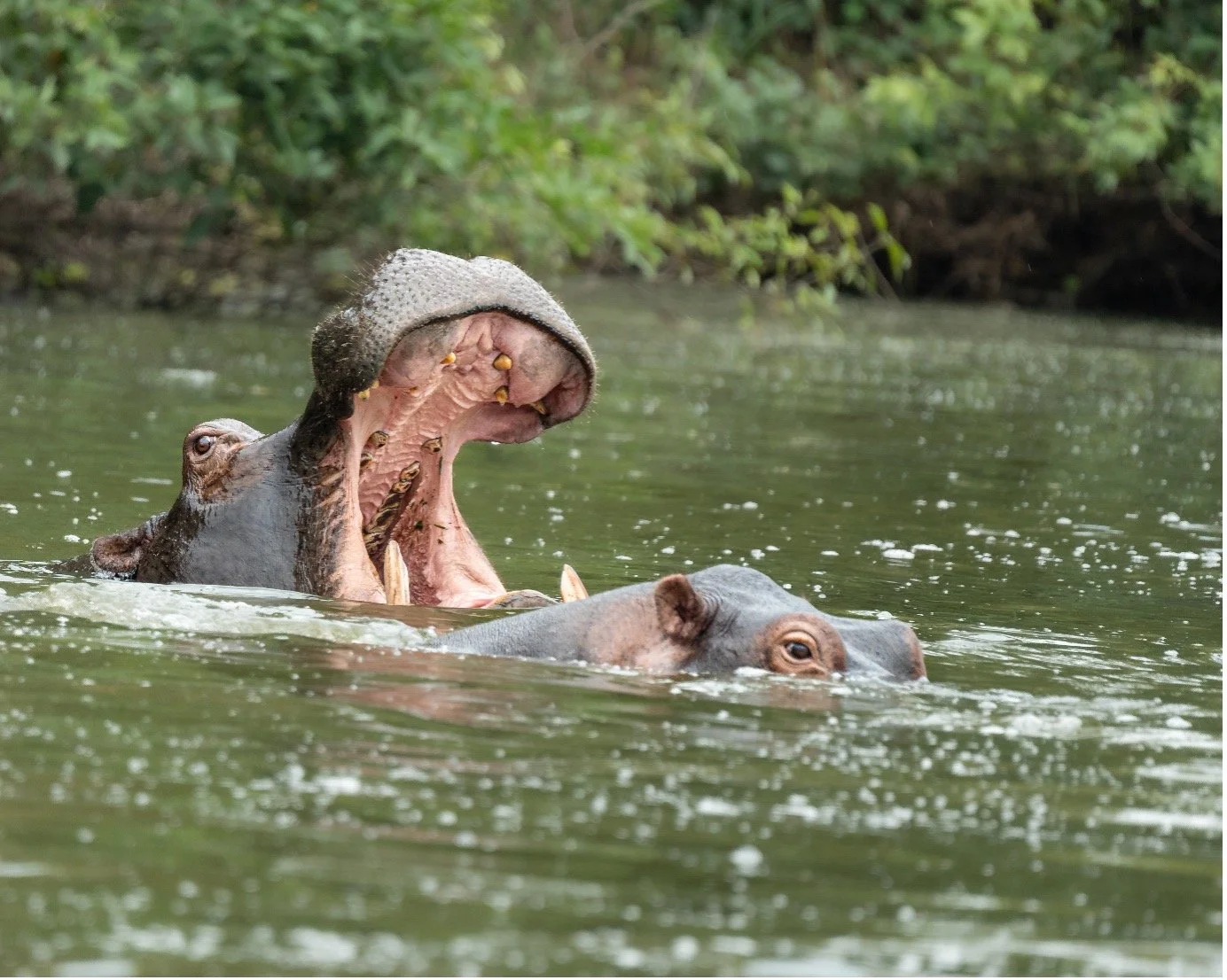 Two hippos in water, with one hippo yawning and showing its large teeth, while the other hippo is partially submerged nearby.