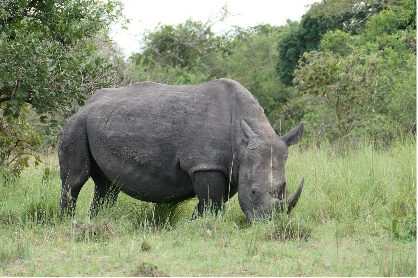 A photograph of a rhinoceros grazing in a grassy field with green trees and bushes in the background.