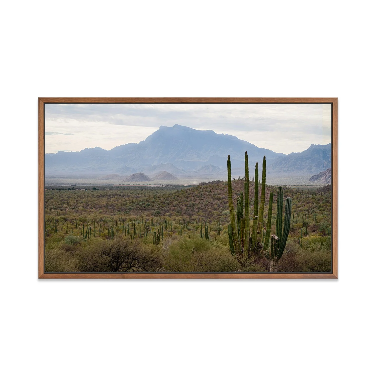 SAGUARO
