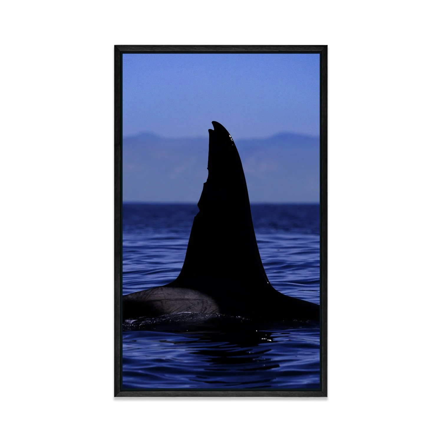 Orca Fin
