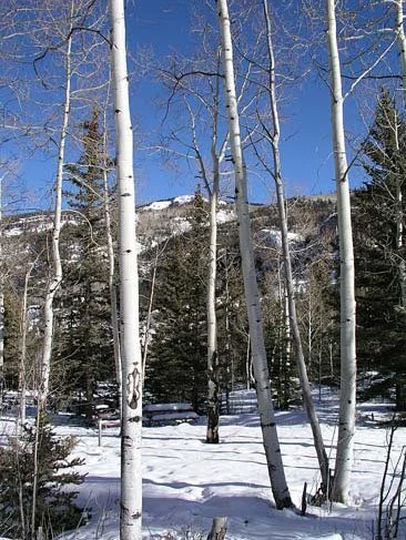 Snow-covered forest with tall, white-barked trees under a clear blue sky.