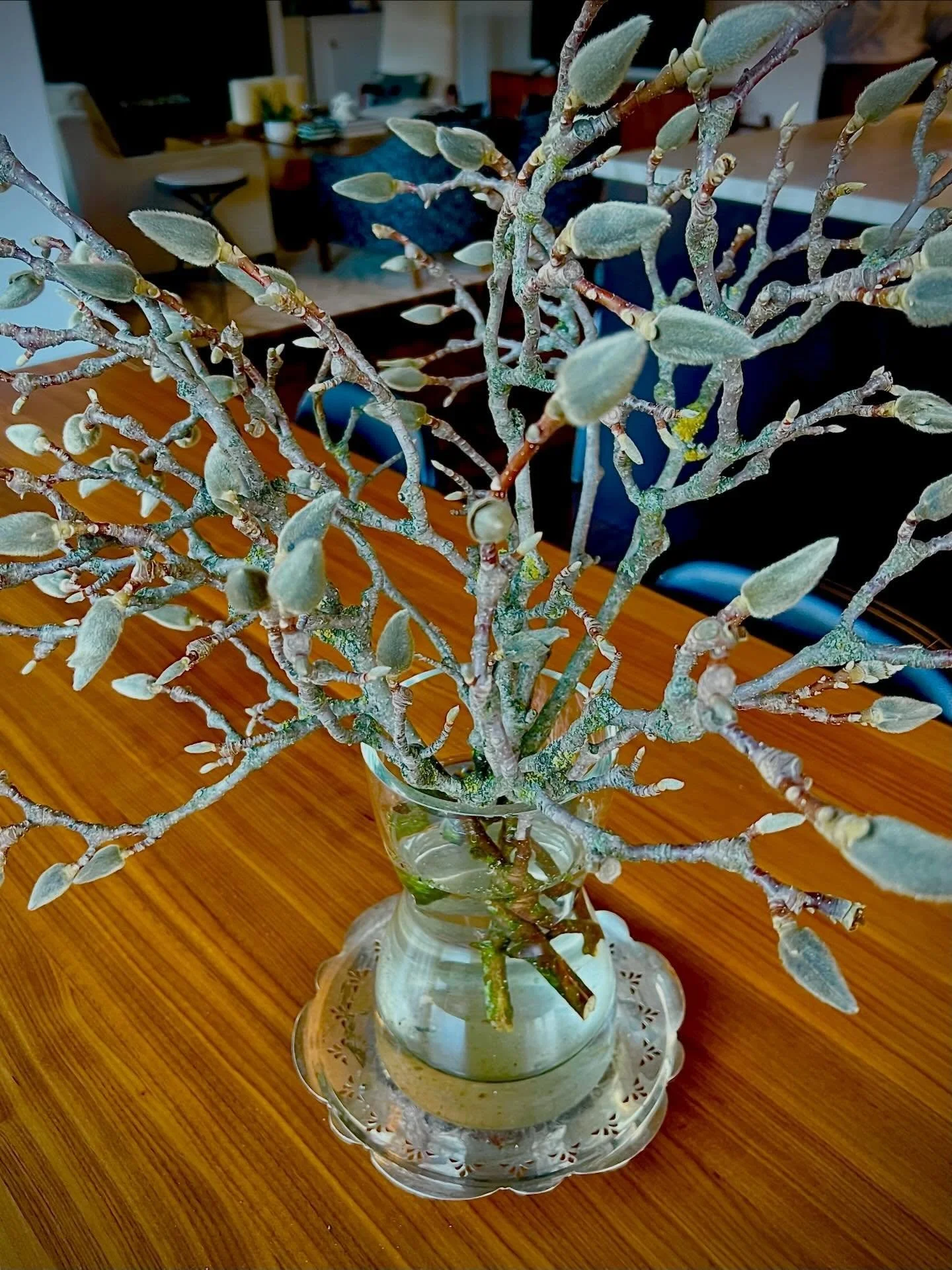 I&rsquo;ve got spring fever!  I am not happy about snow flurries today and this bouquet of magnolia branches is just the cure. Thank you to my Auntie Dollene for letting me snip a few branches. 🌸 #magnolia #forceblooming #marymclornvalle #springfeve