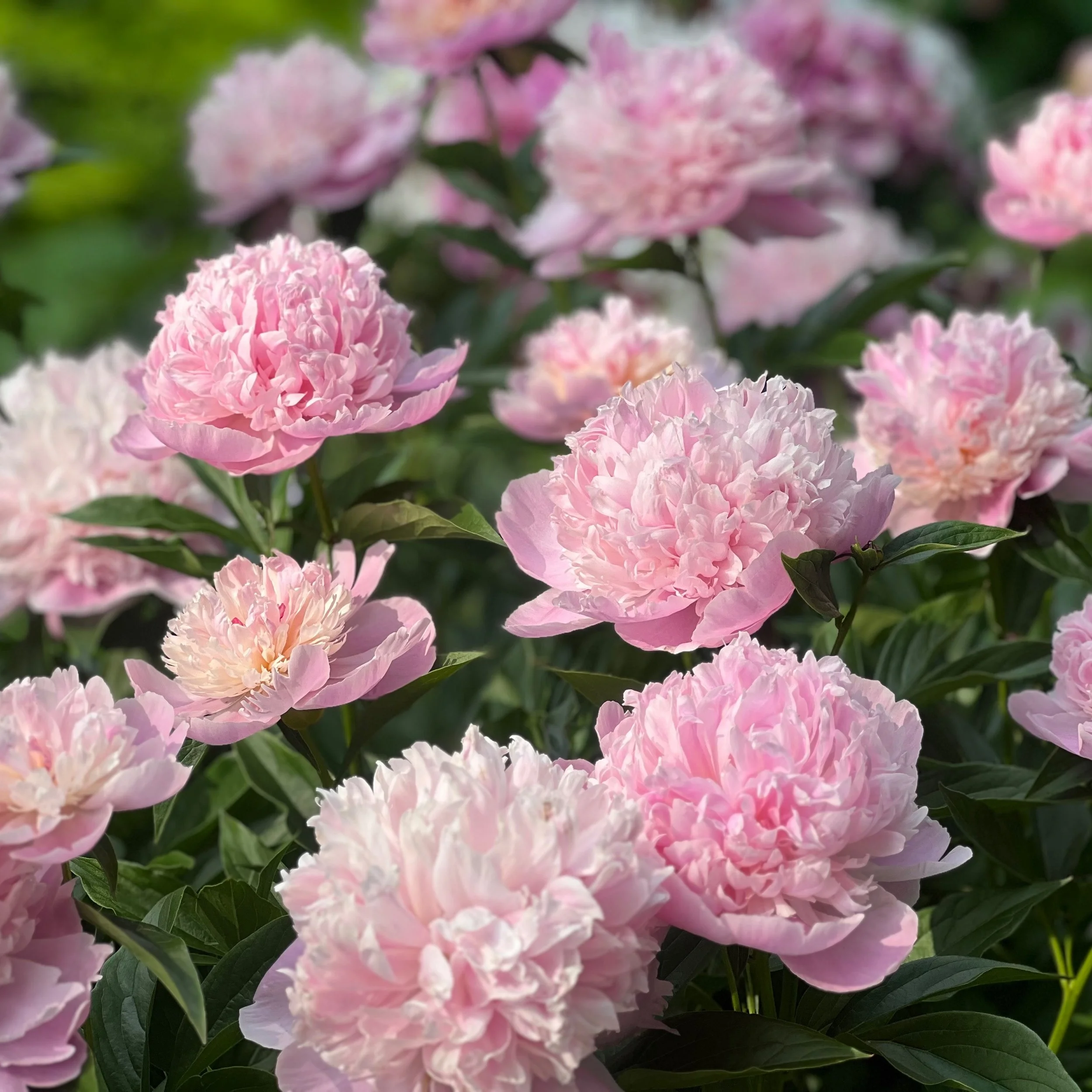 Peony for your thoughts? I stopped many times on my walk this morning to photograph all the peony varietals that are in full bloom right now. My own yard is 90% shade so I only get a couple flowers, they love full sun. I will need to splurge and buy 