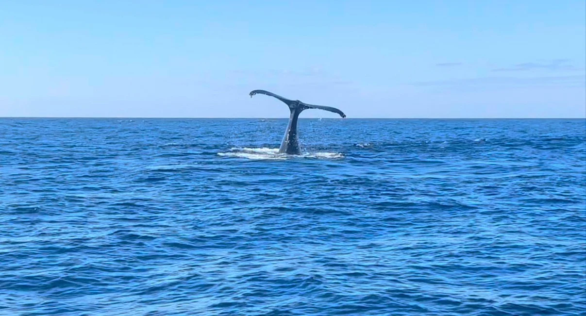 Image of a whale tale poking out of the ocean.