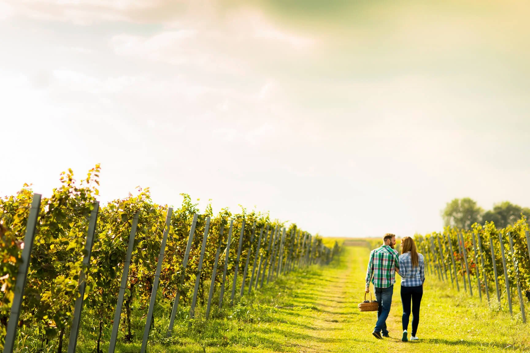 Man and woman walking through a vineyard, man is carrying a basket.