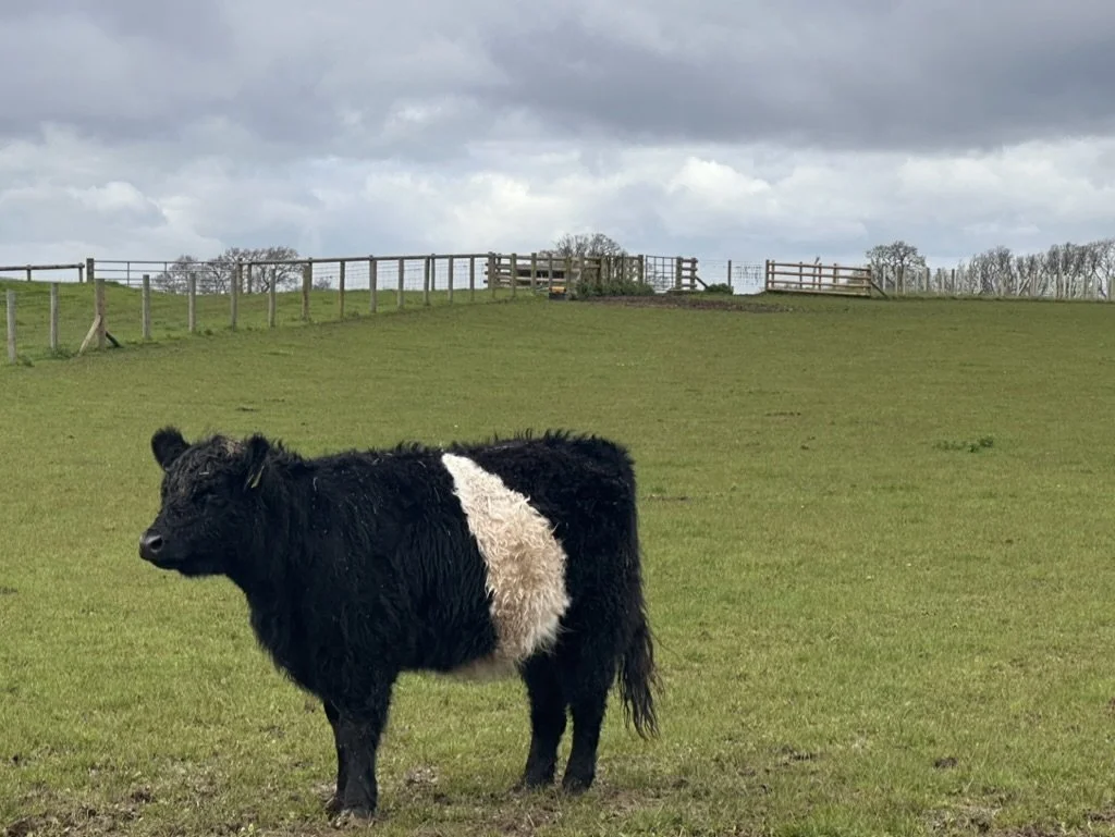 Black and white cow standing in a grassy pasture.