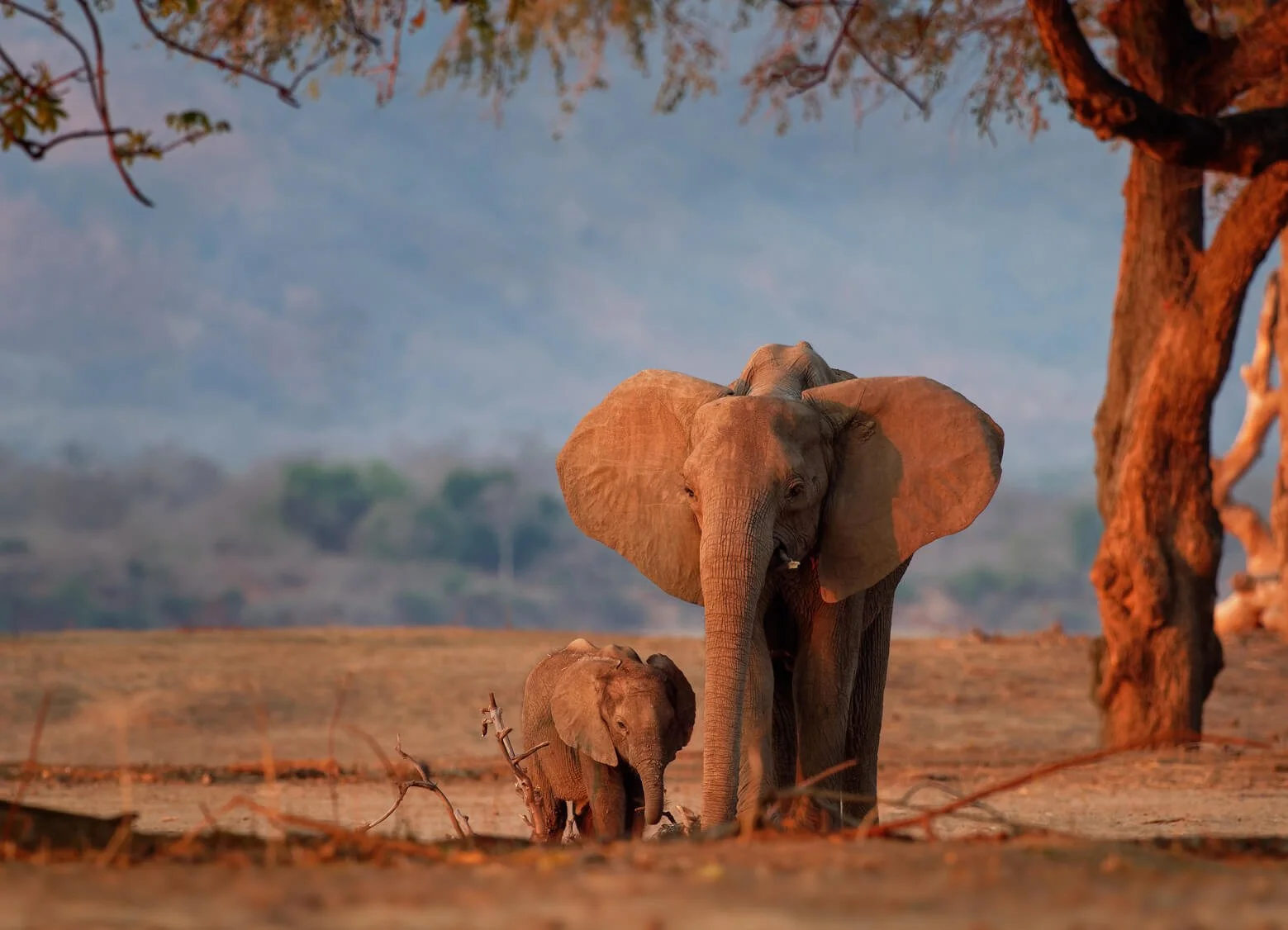 Elephant and a baby elephant in Africa.