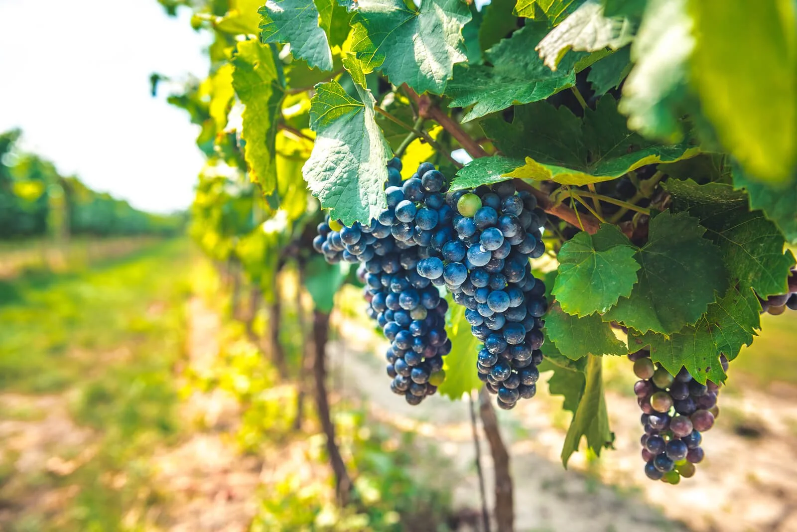 Close-up of purple grapes on a vineyard.