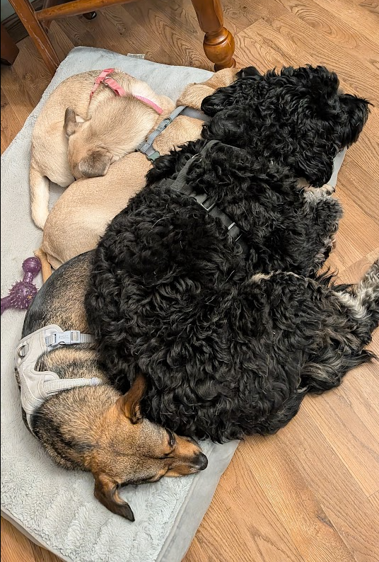 Four dogs sleeping together on a pet bed.