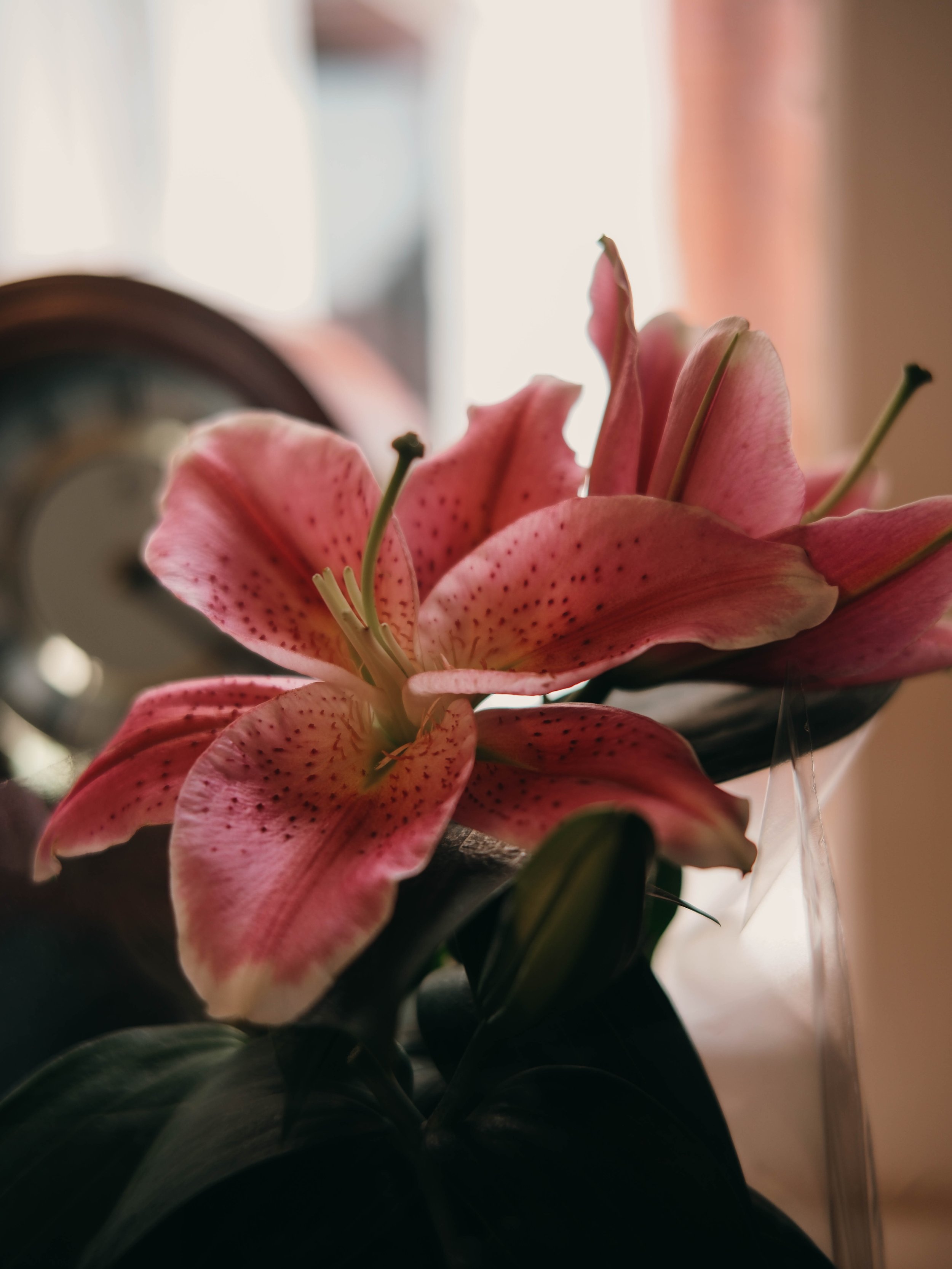DSCF9217.jpg