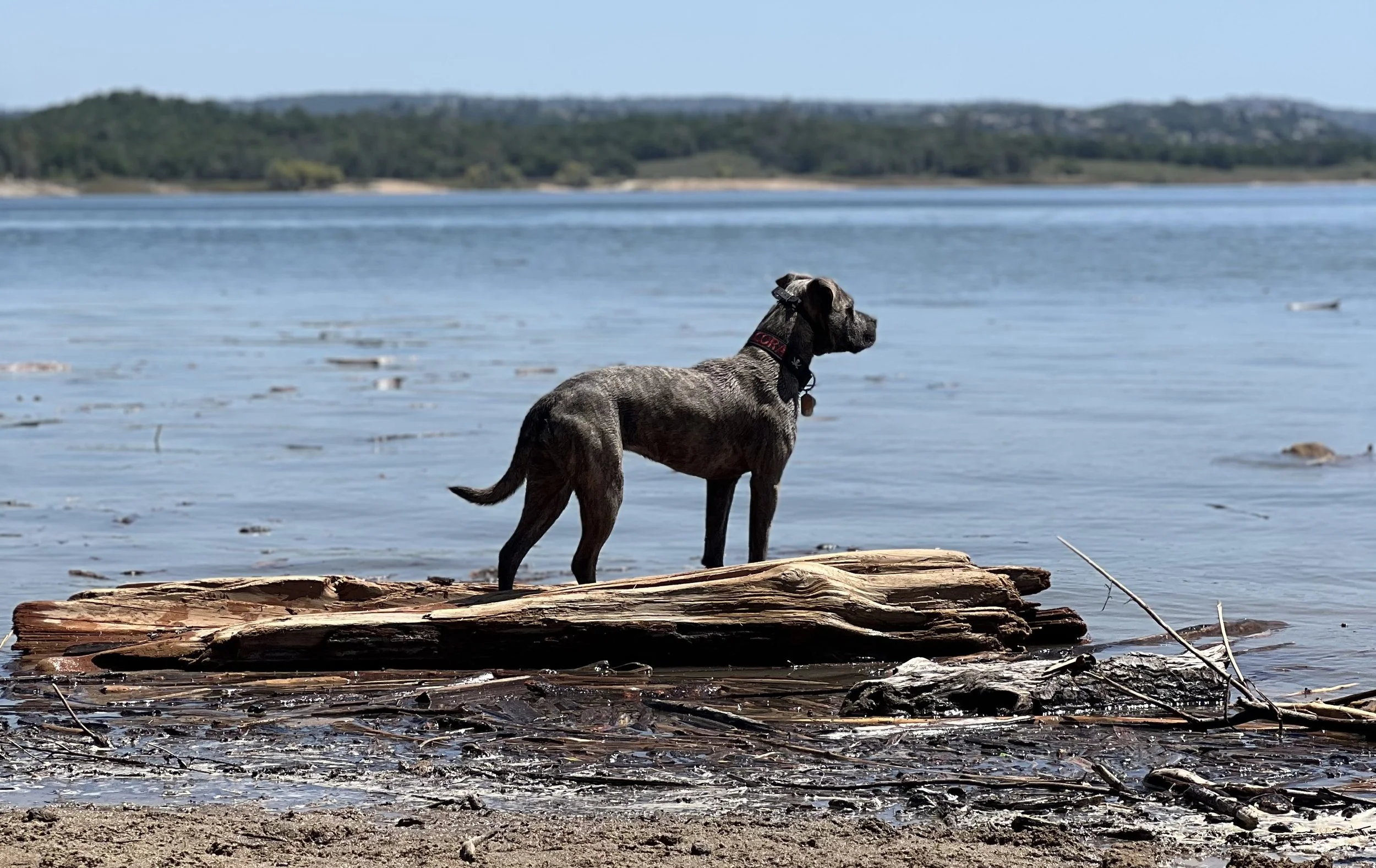 A brindle-coated dog standing on a large piece of driftwood along a lakeshore, looking across the water with distant hills and trees in the background.