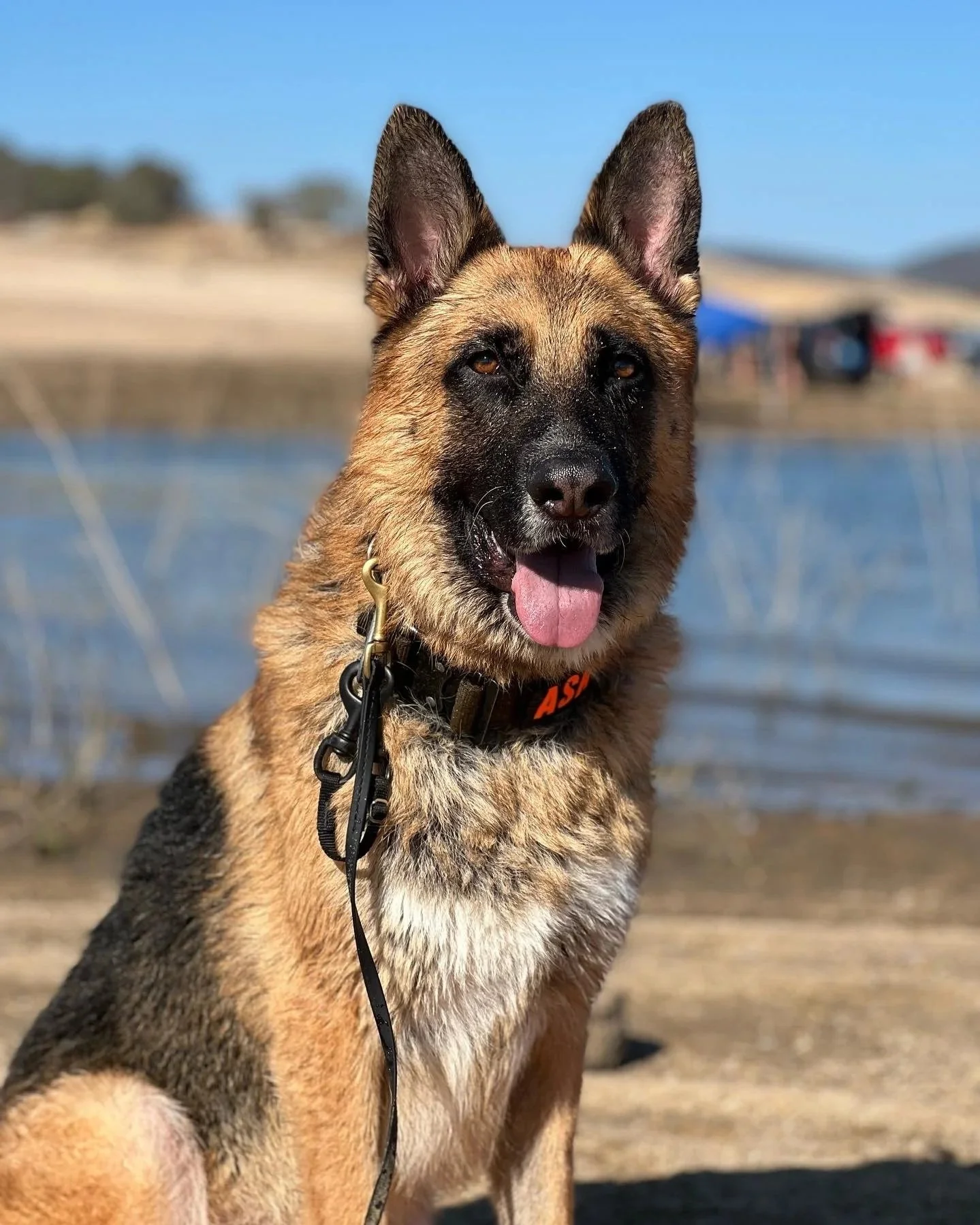 A German Shepherd dog with a black face mask, tan body, and erect ears sitting outdoors near water with blurred background of a shoreline and tents.