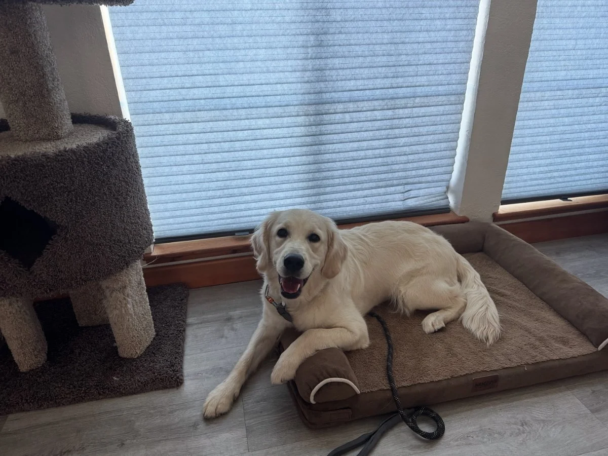A happy golden retriever dog lying on a brown pet bed next to a cat tree, with a window and blinds in the background.