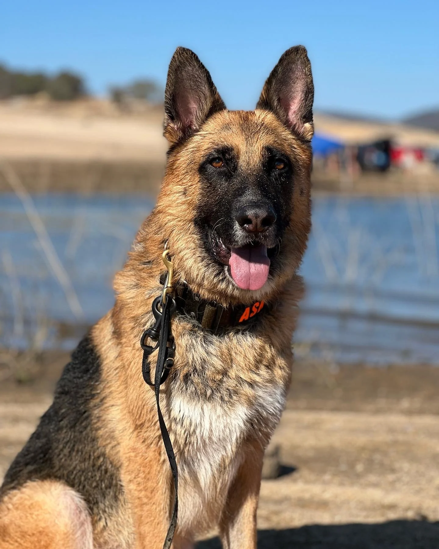 German Shepherd dog with a tan and black coat, sitting outdoors near water with a blue sky, wearing a collar with the name 'ASI' visible.
