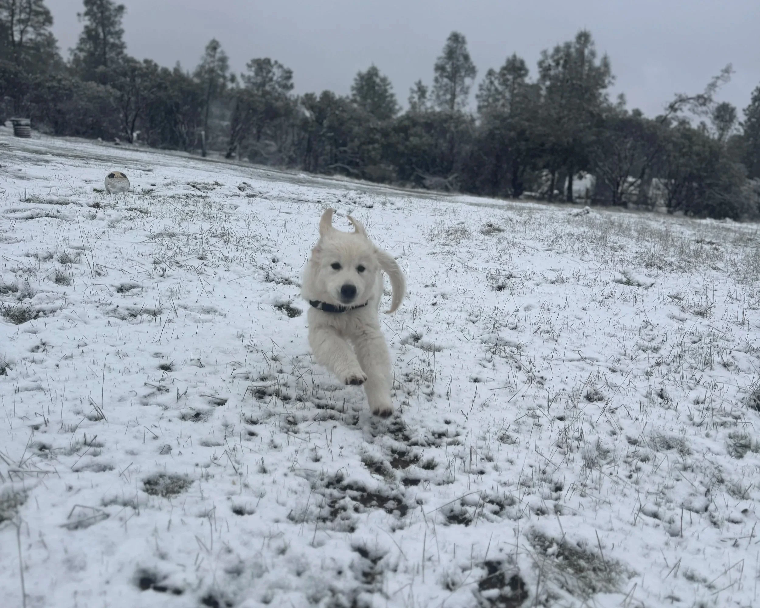 A white dog running through a snowy field with trees in the background.