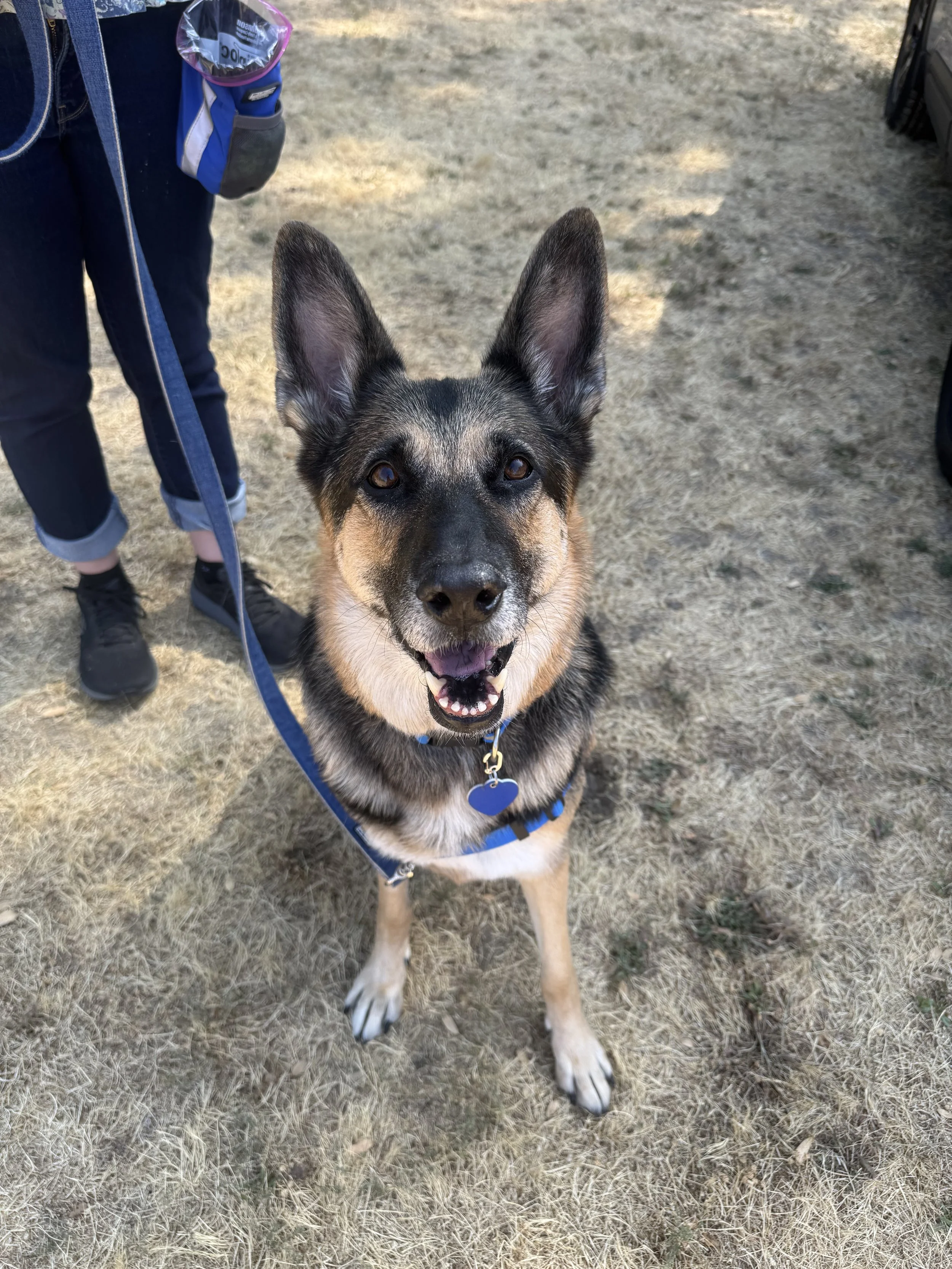 A happy young German Shepherd dog sitting on dry grass, looking up at the camera, with a person standing nearby and holding its blue leash.