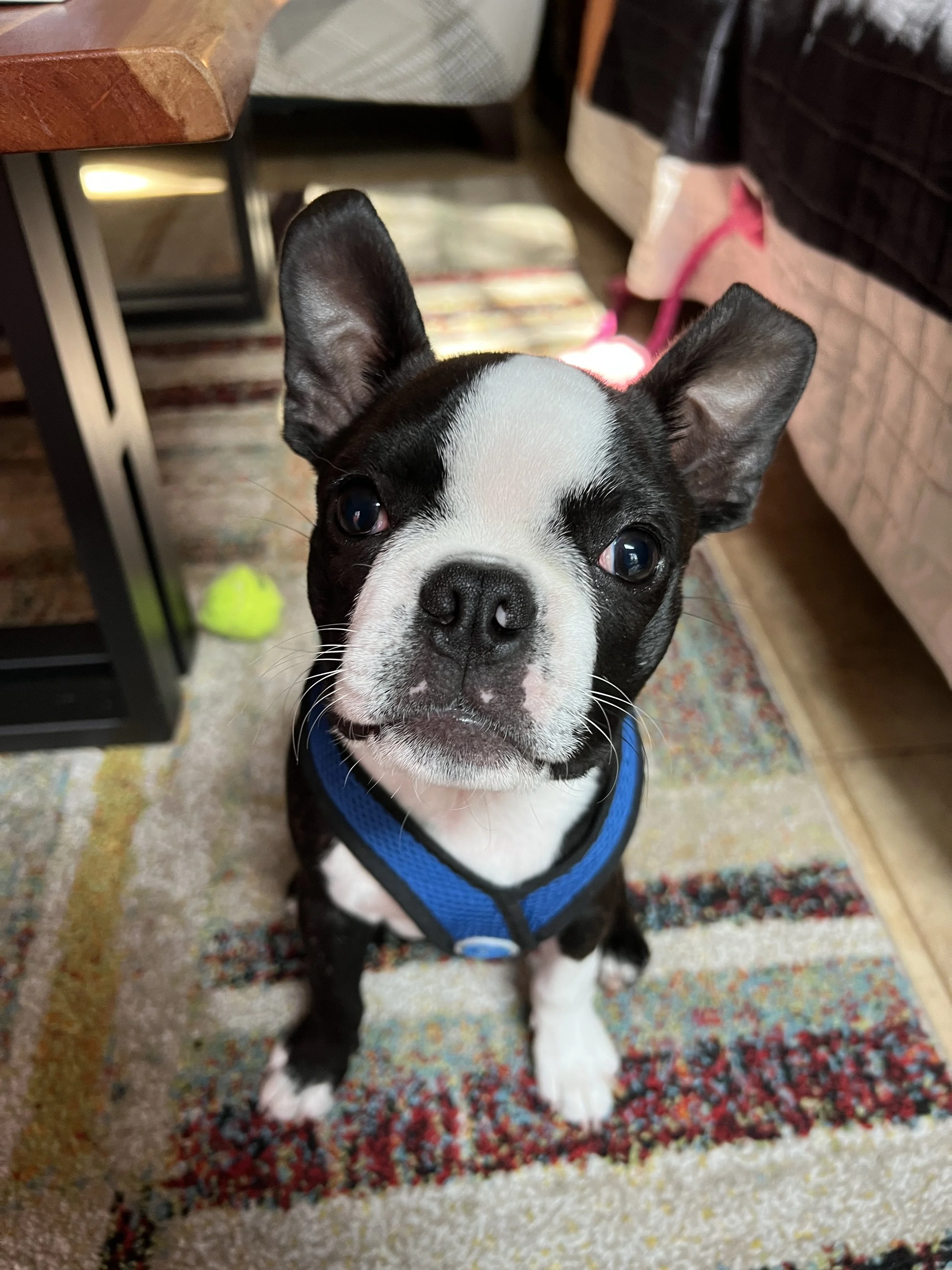 A black and white Boston Terrier puppy sitting on a colorful rug, looking up at the camera with one ear perked up, wearing a blue harness.