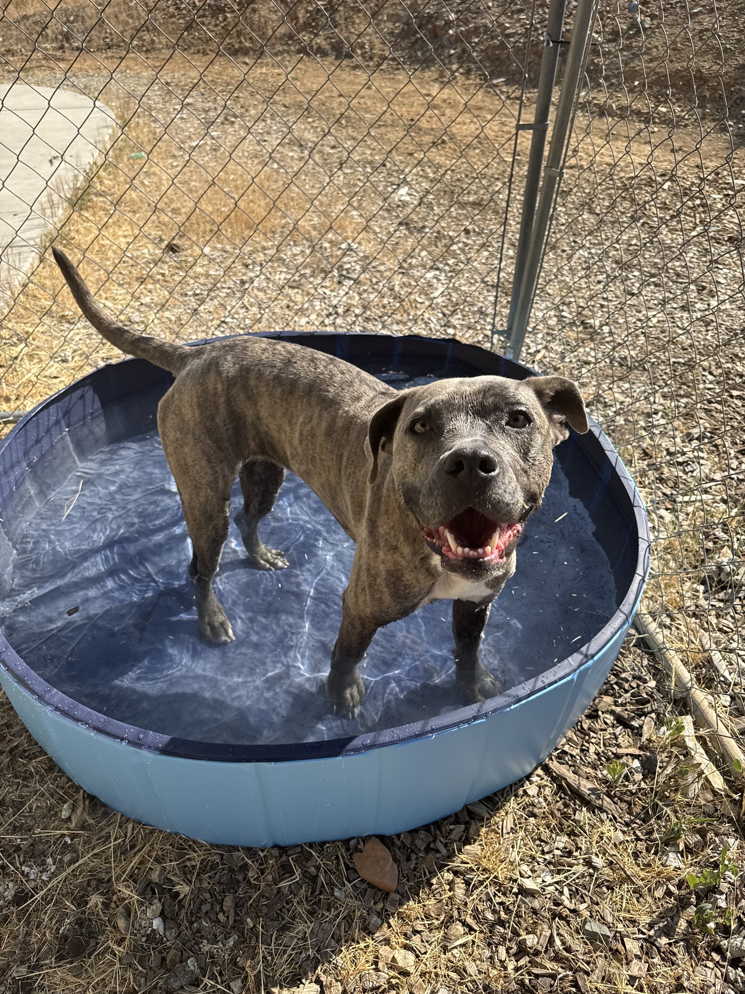 A smiling dog standing in a small blue plastic pool filled with water outdoors, enclosed by a wire fence.
