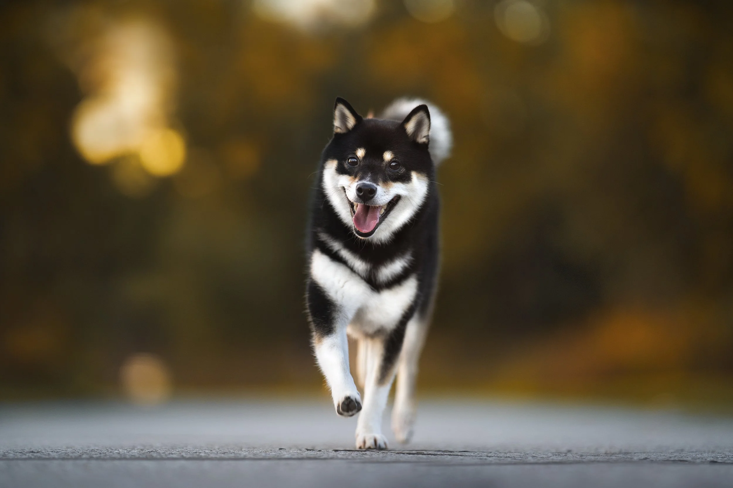 Dog Portrait16.jpg