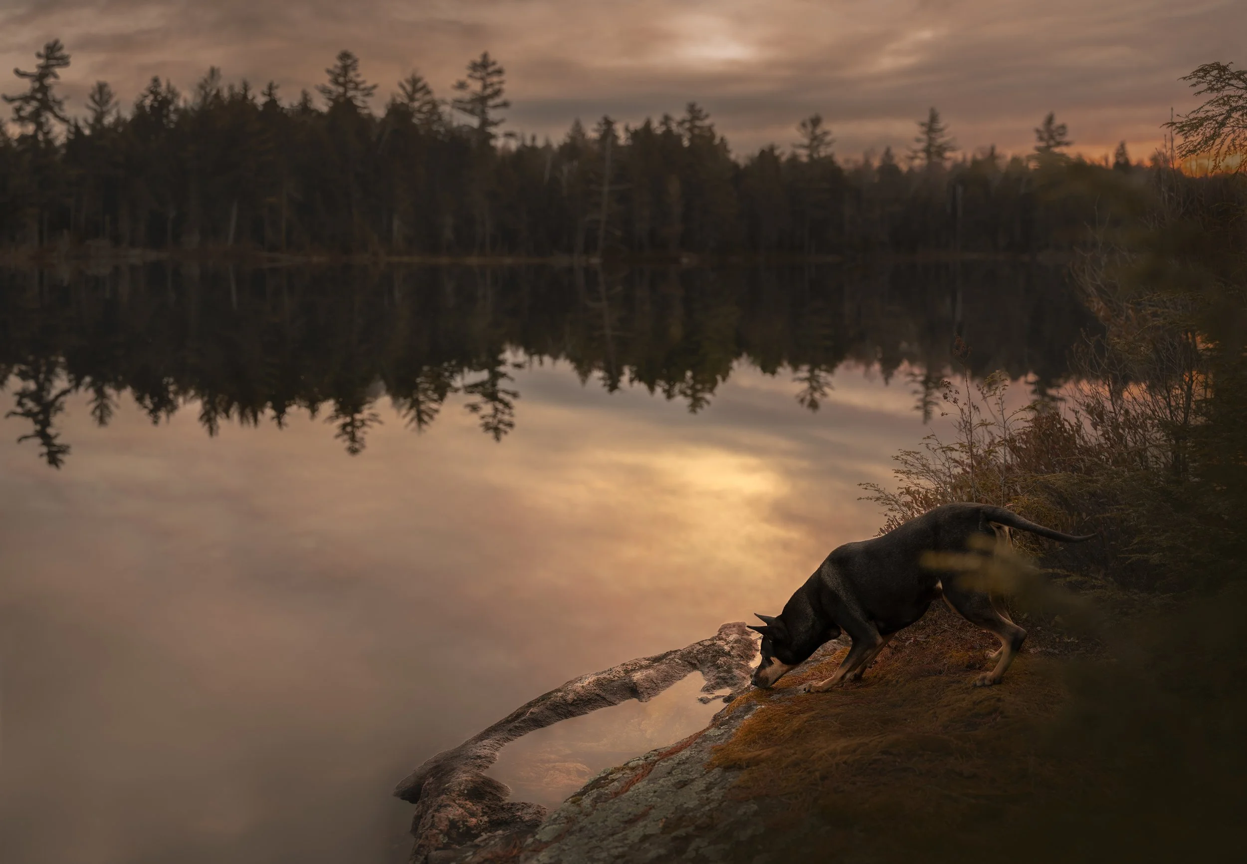Dog Portrait9.jpg