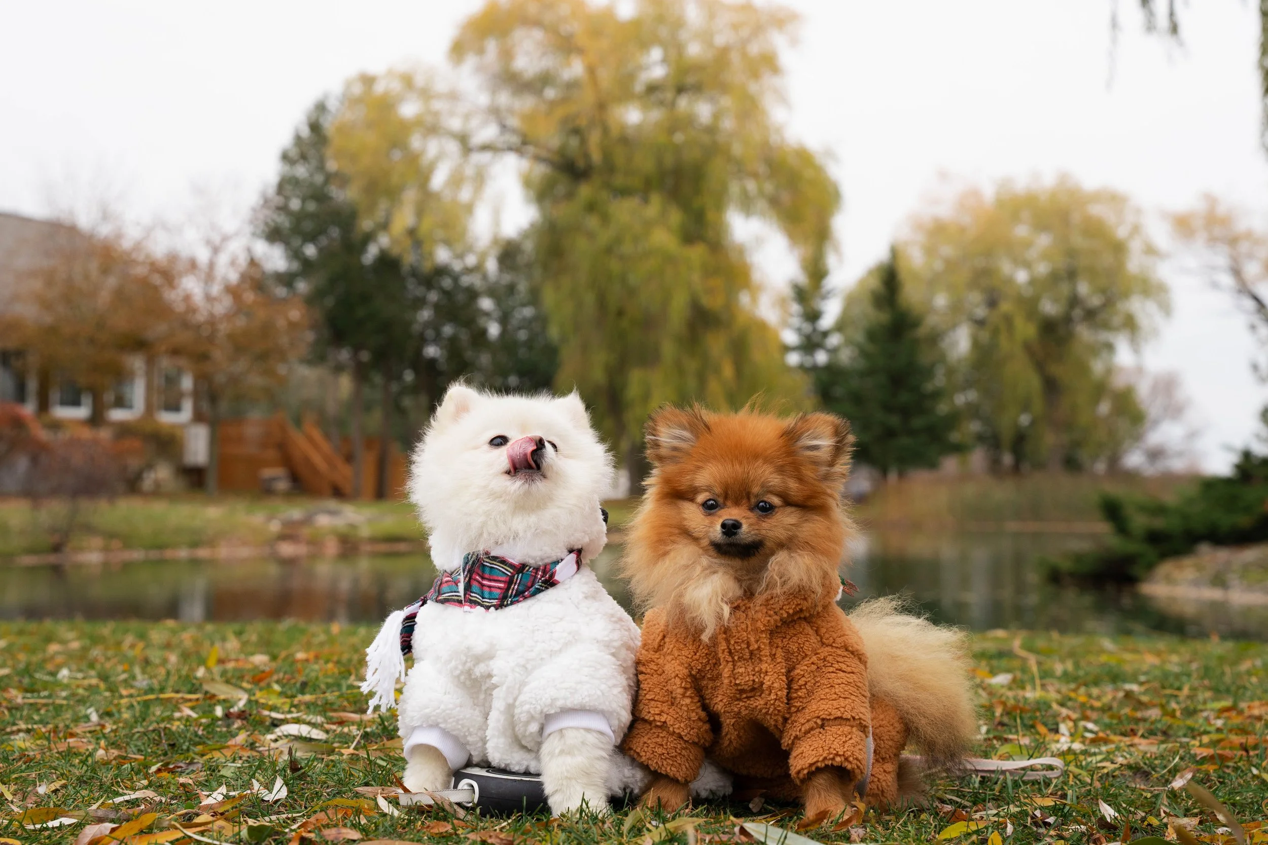Dogs & Hoomans Candid Shots (22 of 127).jpg