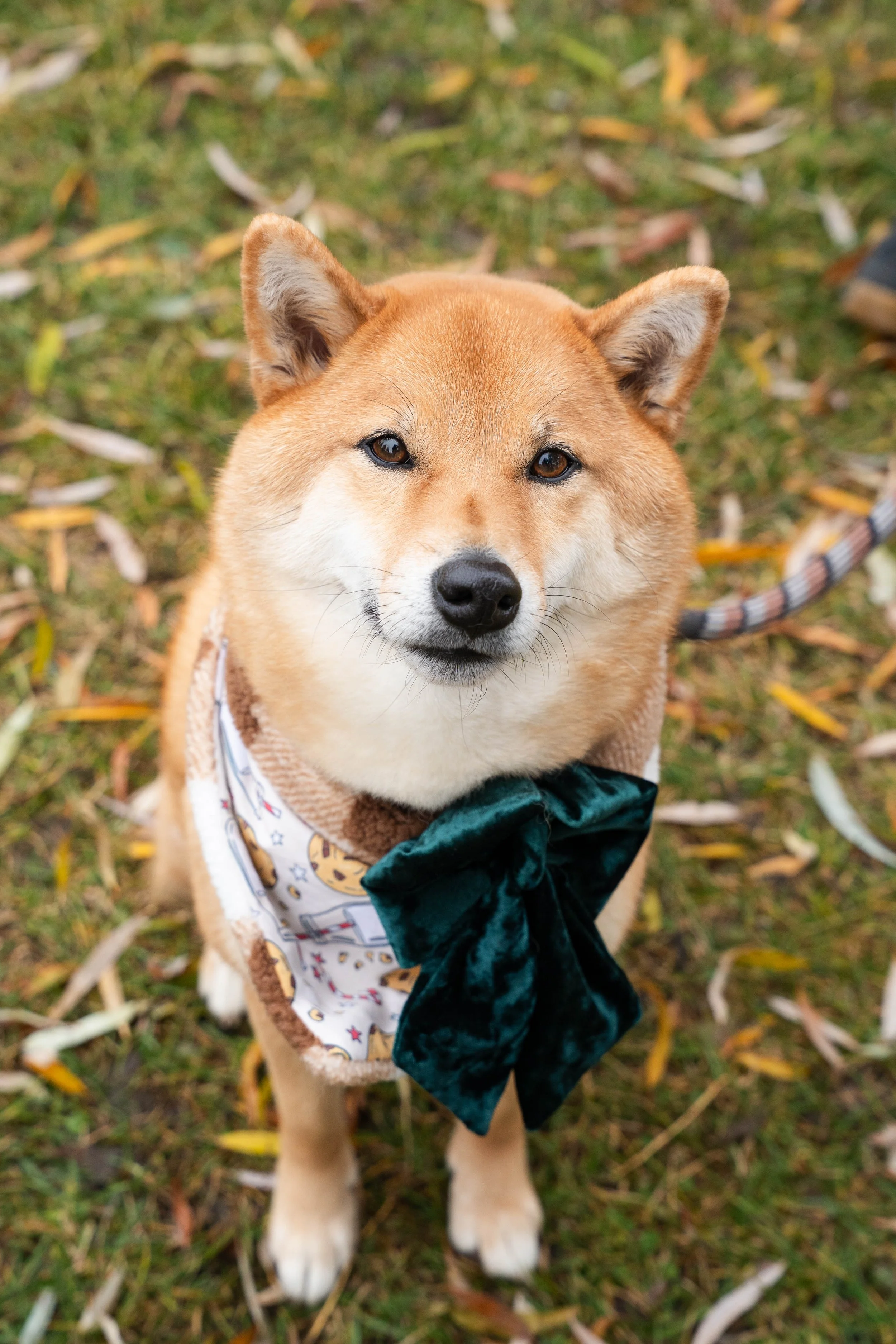 Dogs & Hoomans Candid Shots (2 of 127).jpg