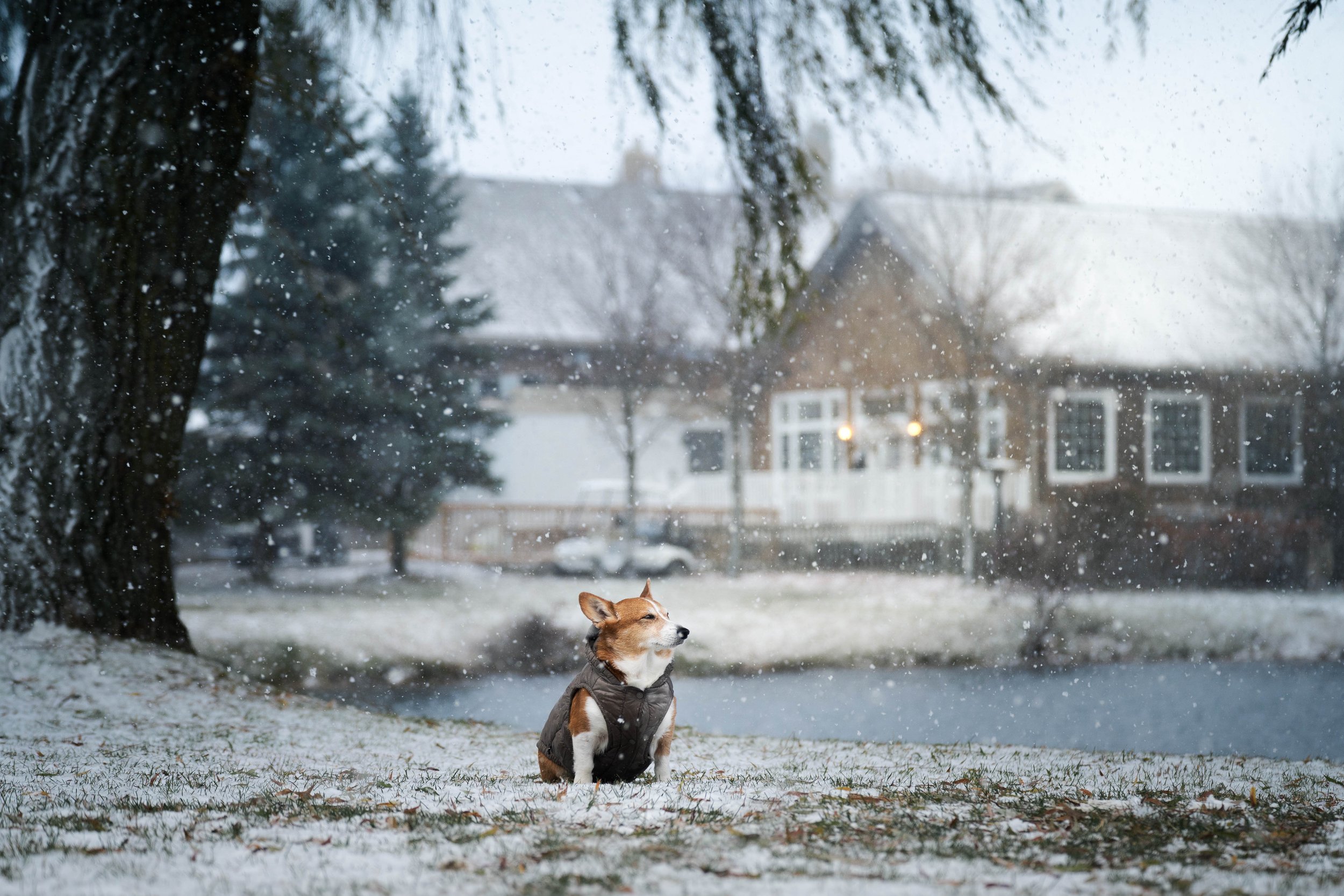 Behind the Lens: Markham Dog Alliance