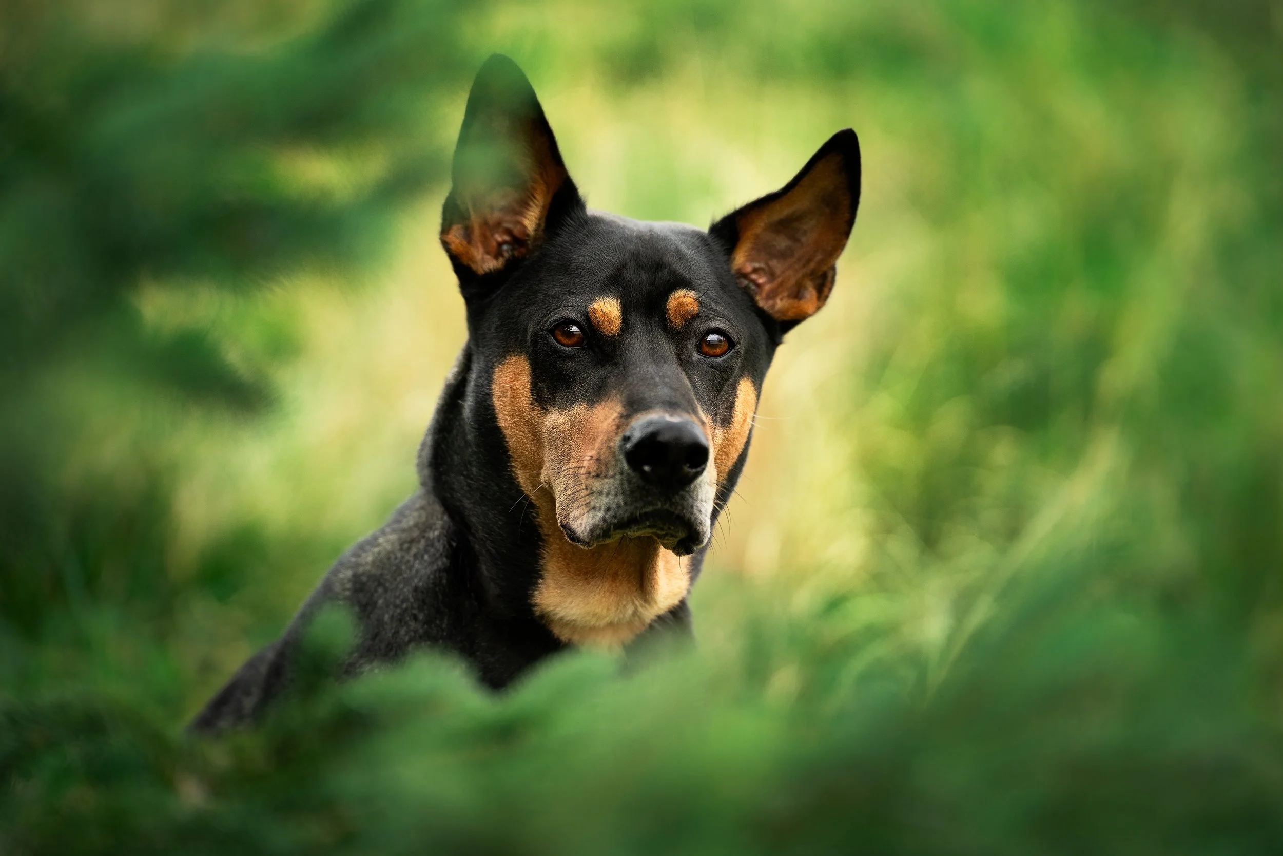 Dog Portrait17.jpg