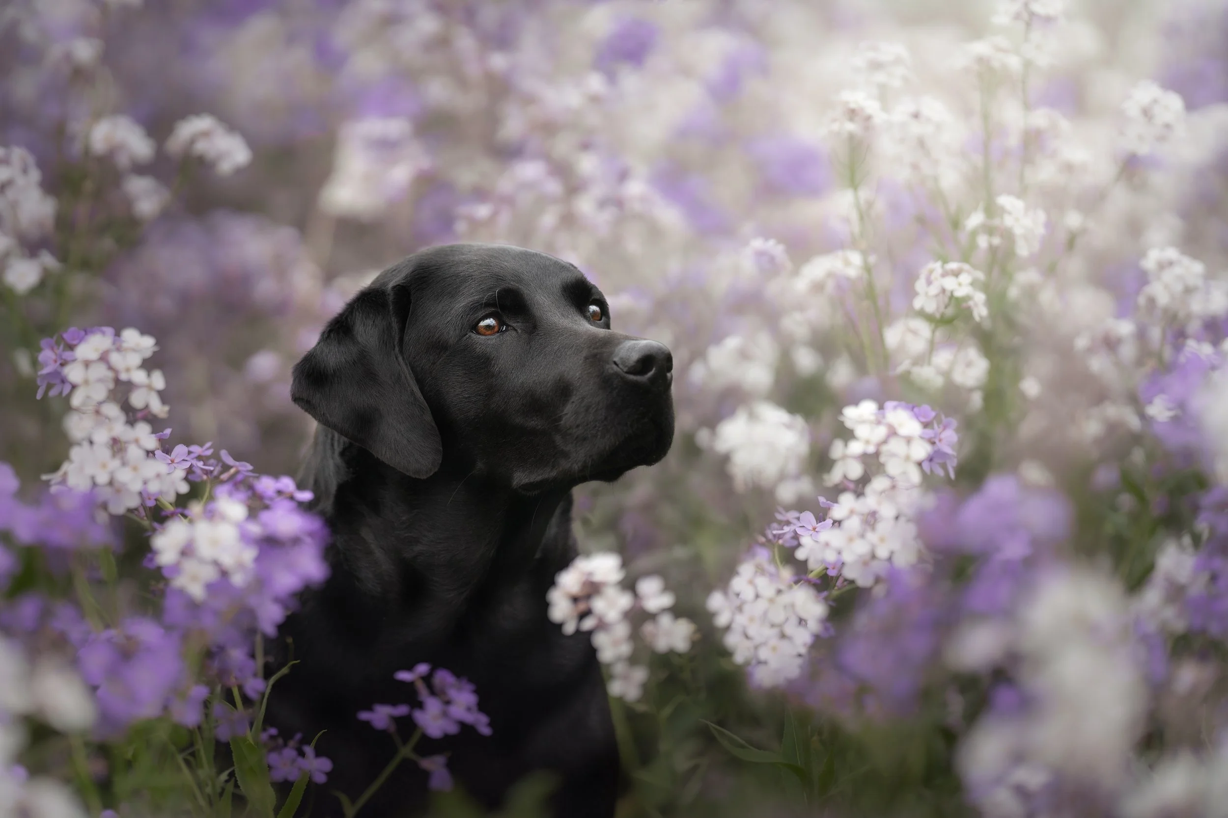 Dog Portrait8.jpg