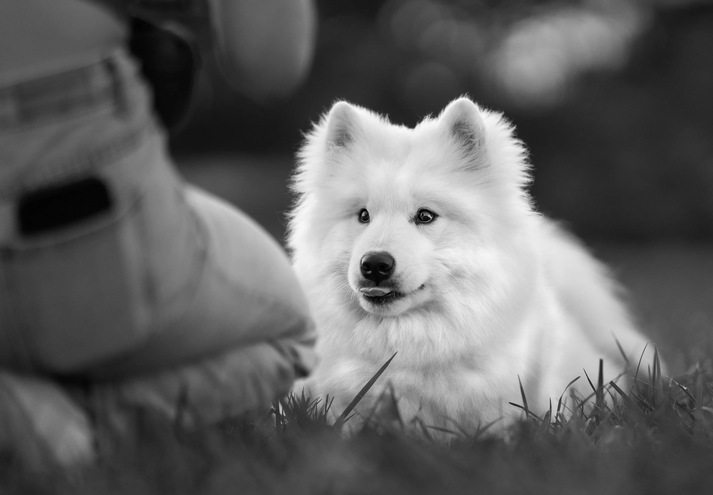 Pet and family photography.jpg